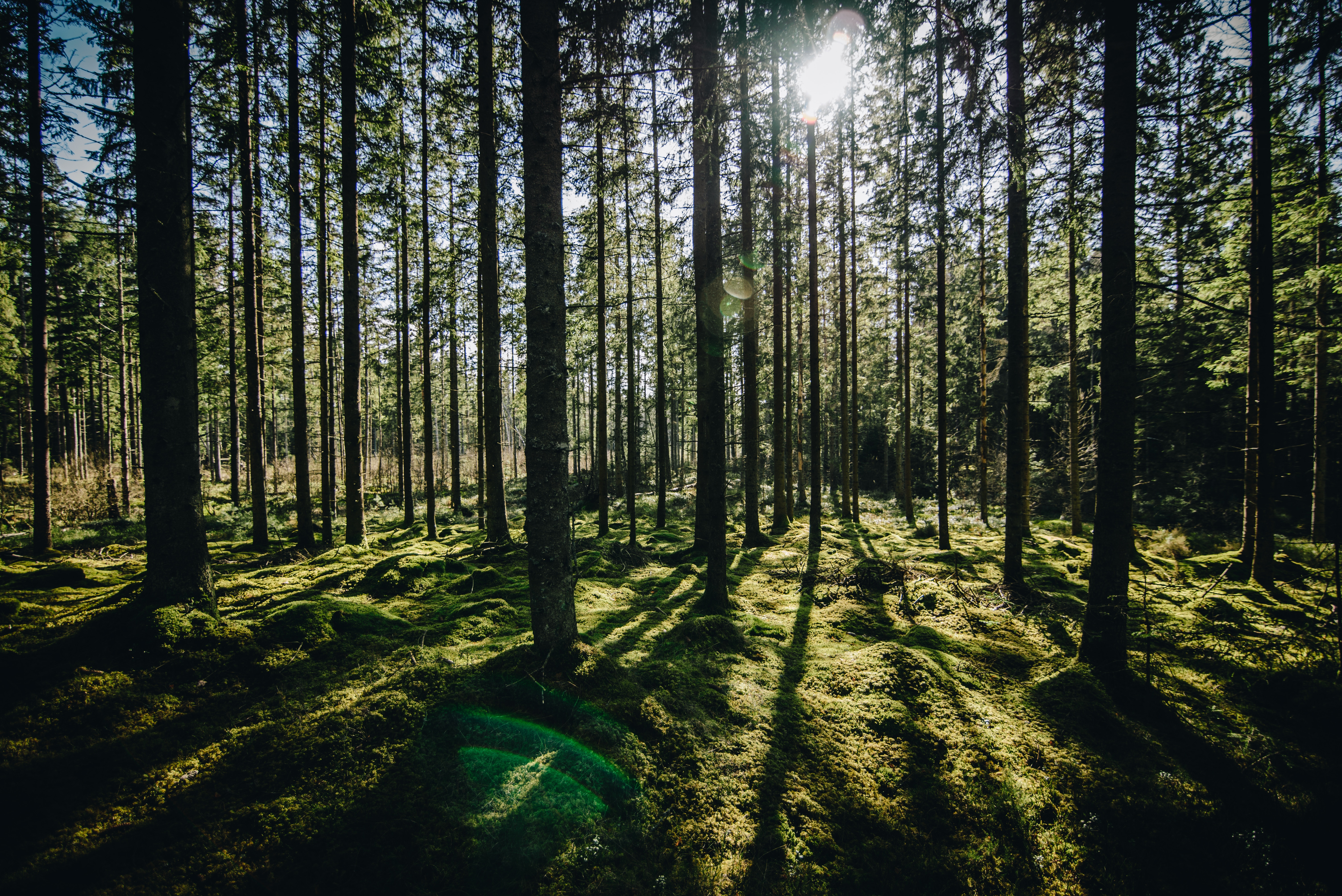 Sunlight filtering through a dense green forest HD Wallpaper