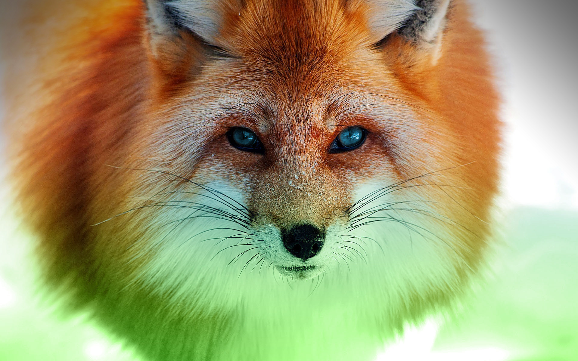 Close-up of a red fox with blue eyes HD Wallpaper