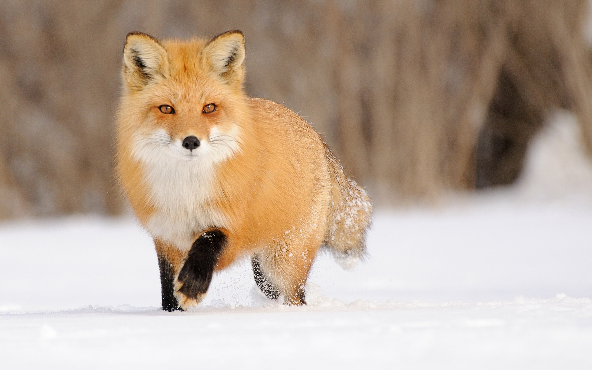 Red fox running in the snow HD Wallpaper