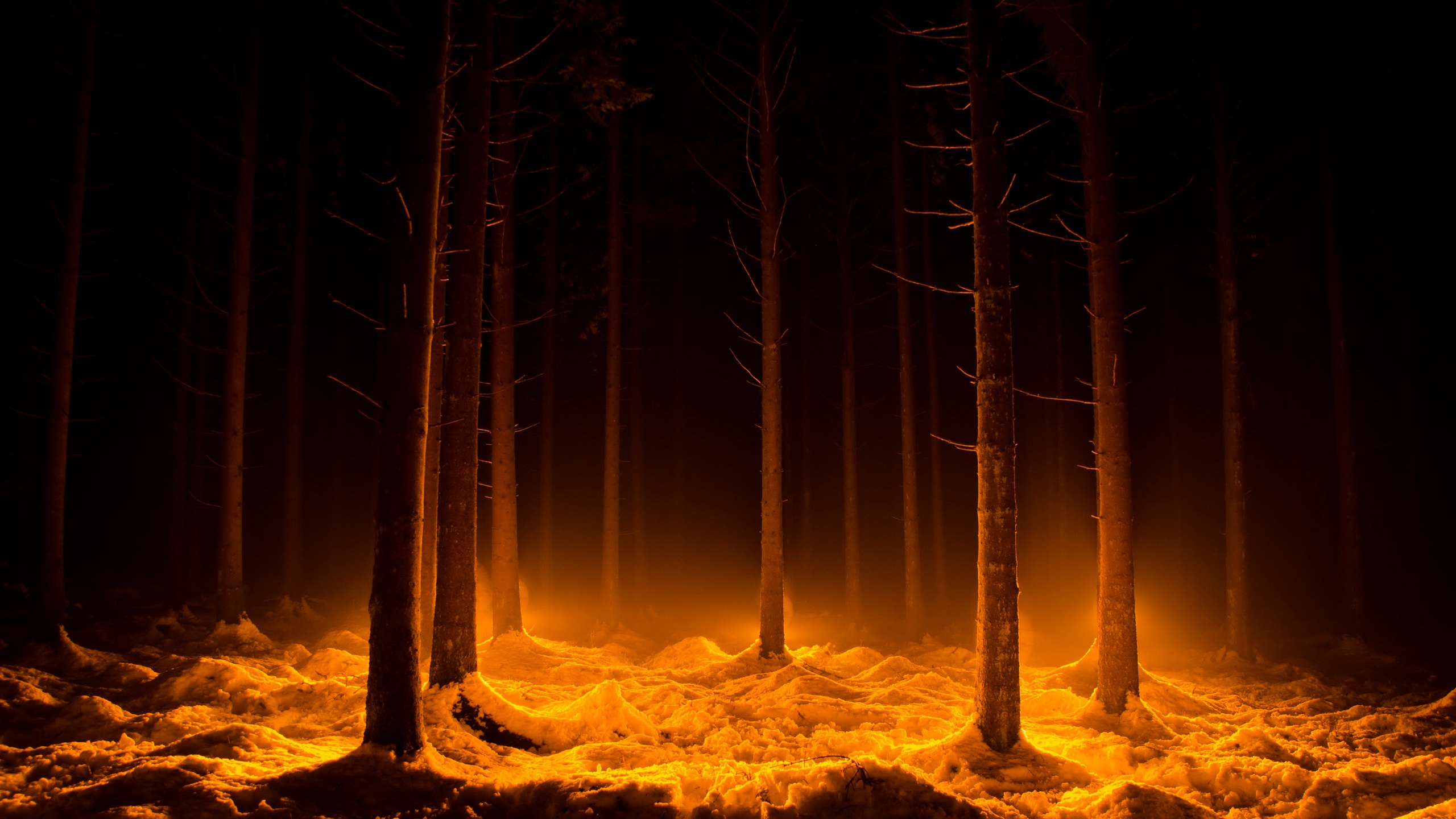 Dark forest with glowing orange snow and trees HD Wallpaper
