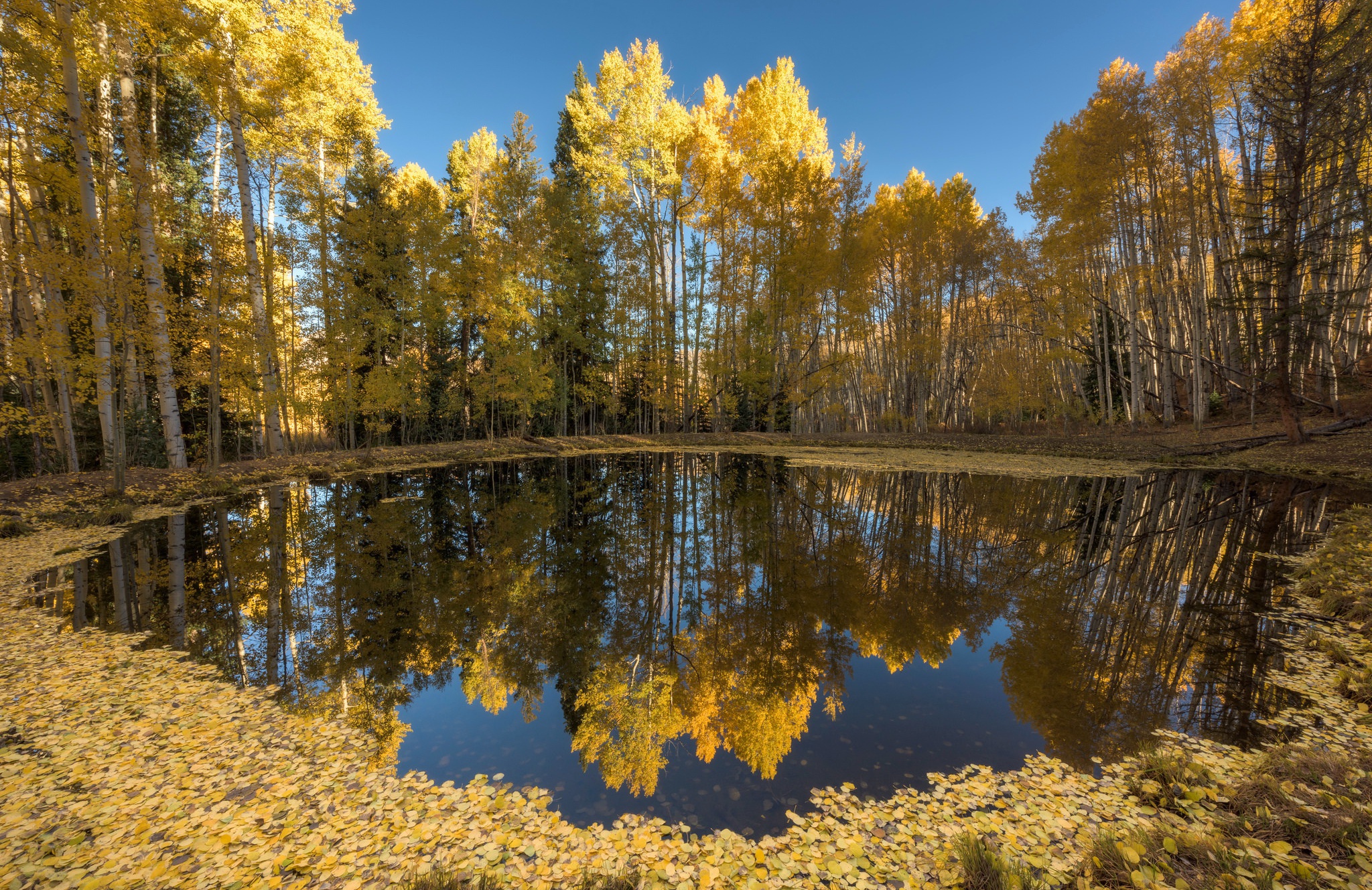 Autumn trees reflecting in a pond covered in leaves HD Wallpaper