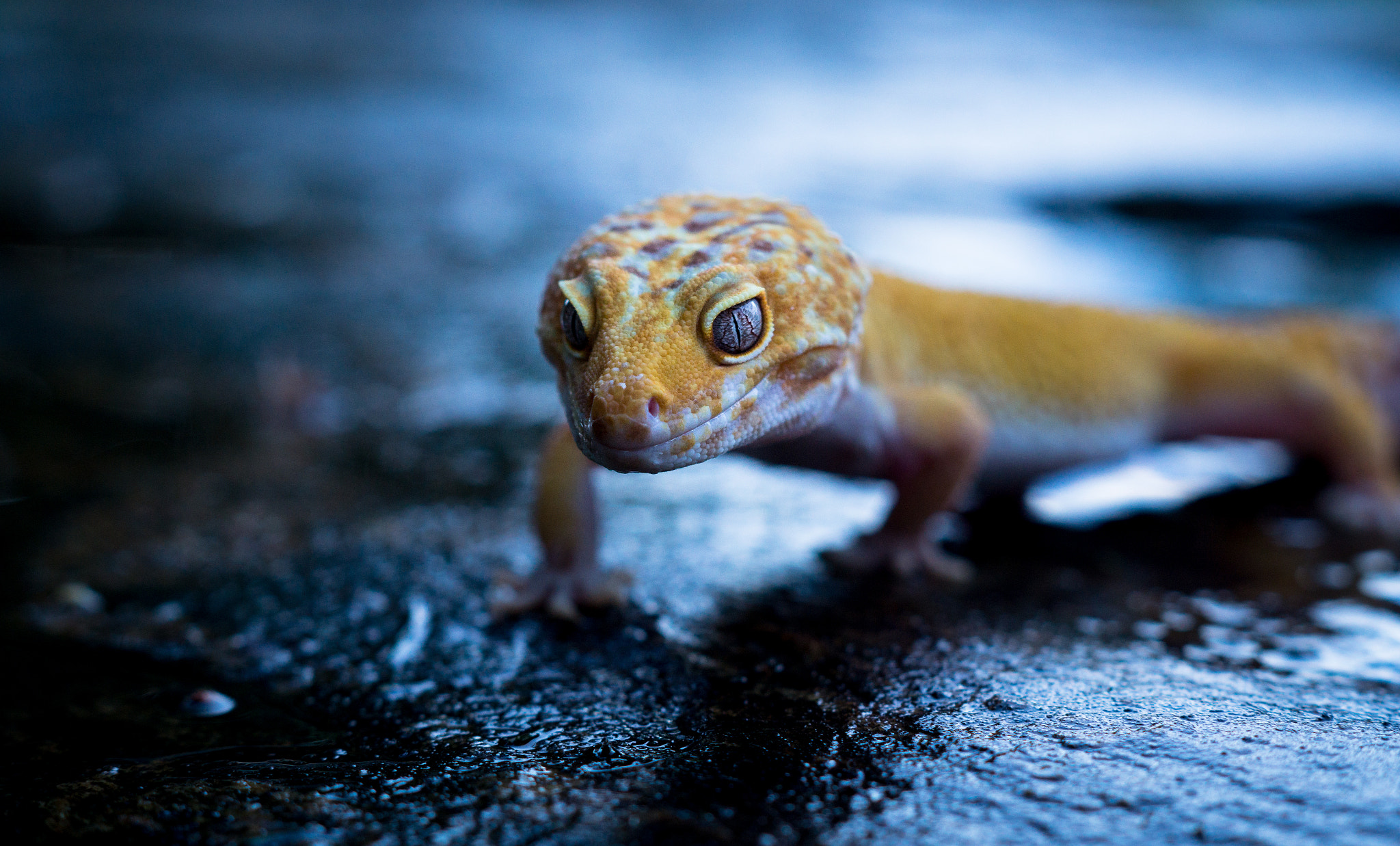 Leopard Gecko on wet surface HD Wallpaper