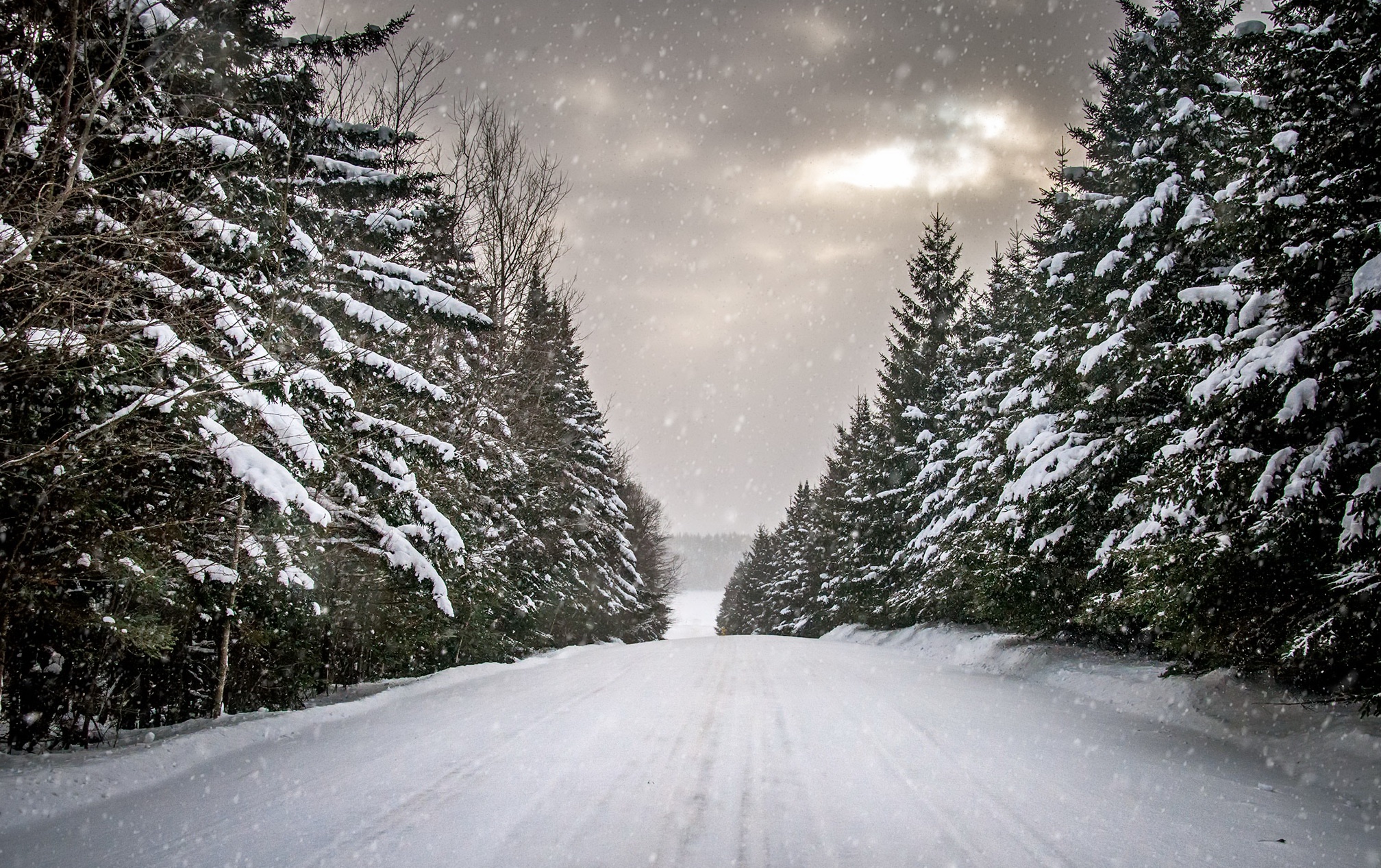 Snowy road through a pine forest HD Wallpaper