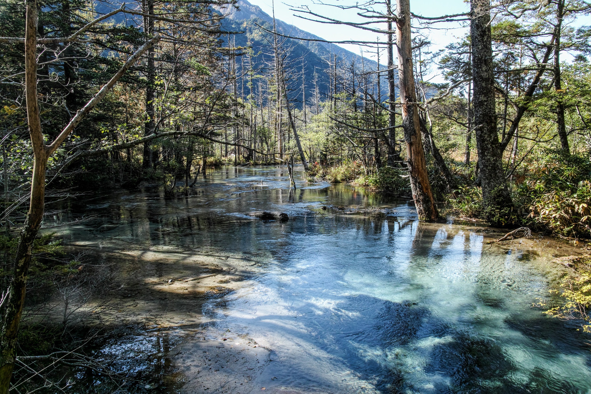Clear stream flowing through a forest with mountains in the background HD Wallpaper