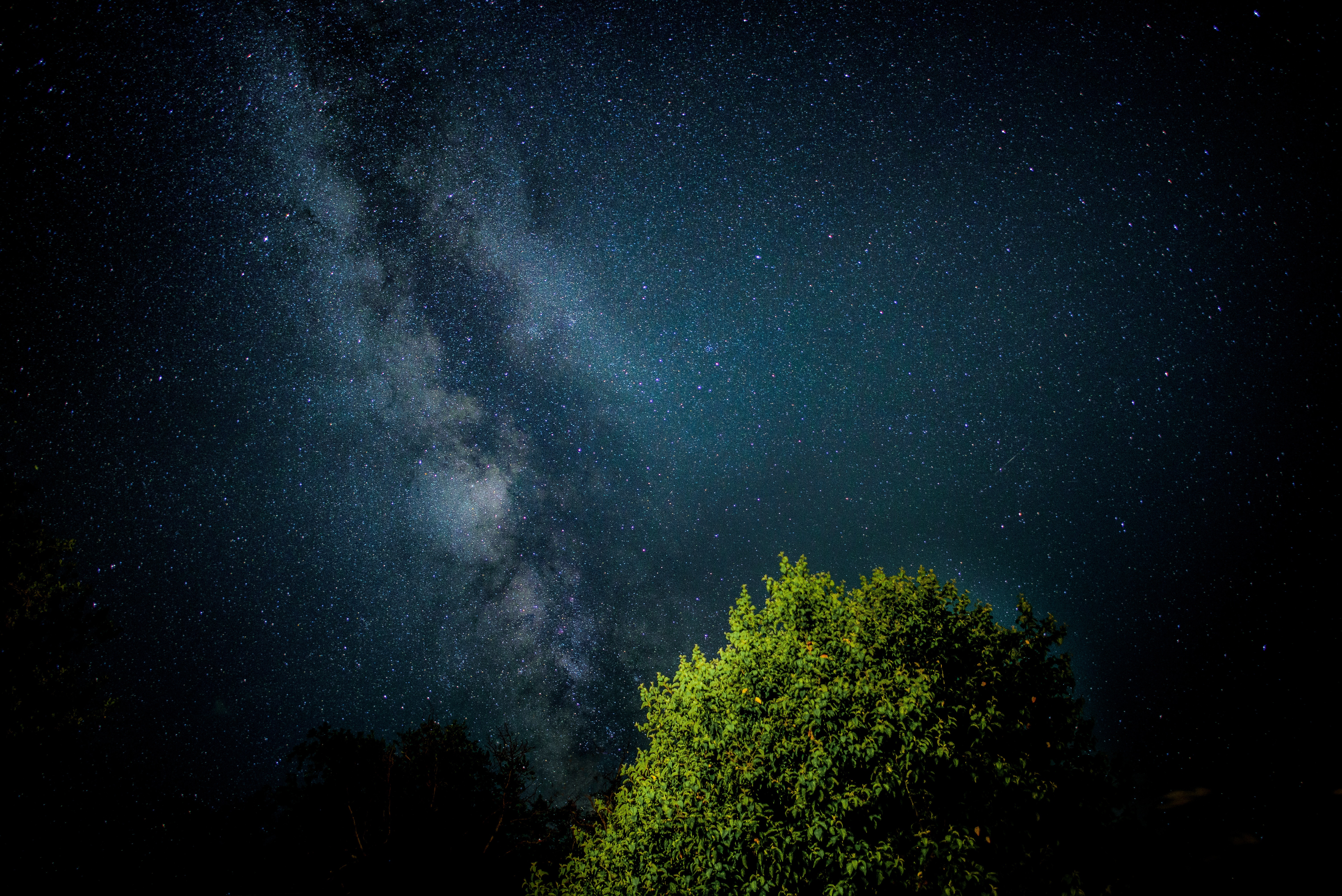 Milky Way galaxy over trees at night HD Wallpaper
