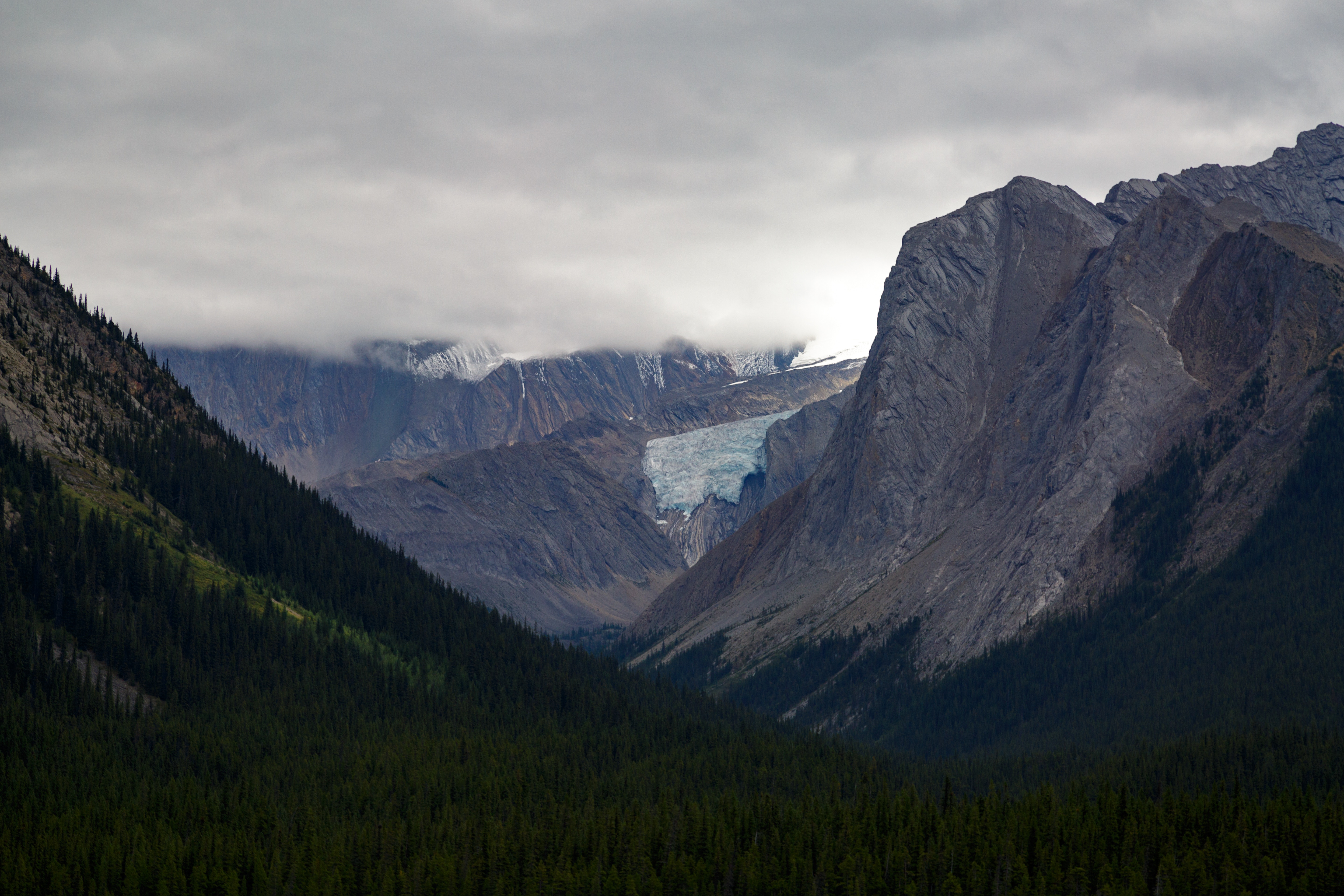 Glacier in a mountain valley with pine forest HD Wallpaper