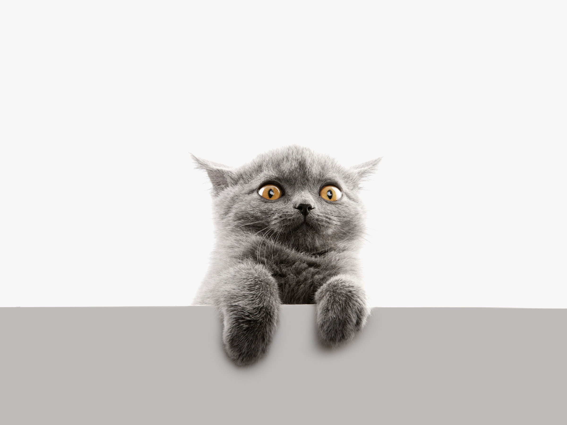 A curious grey kitten peeking over a surface HD Wallpaper