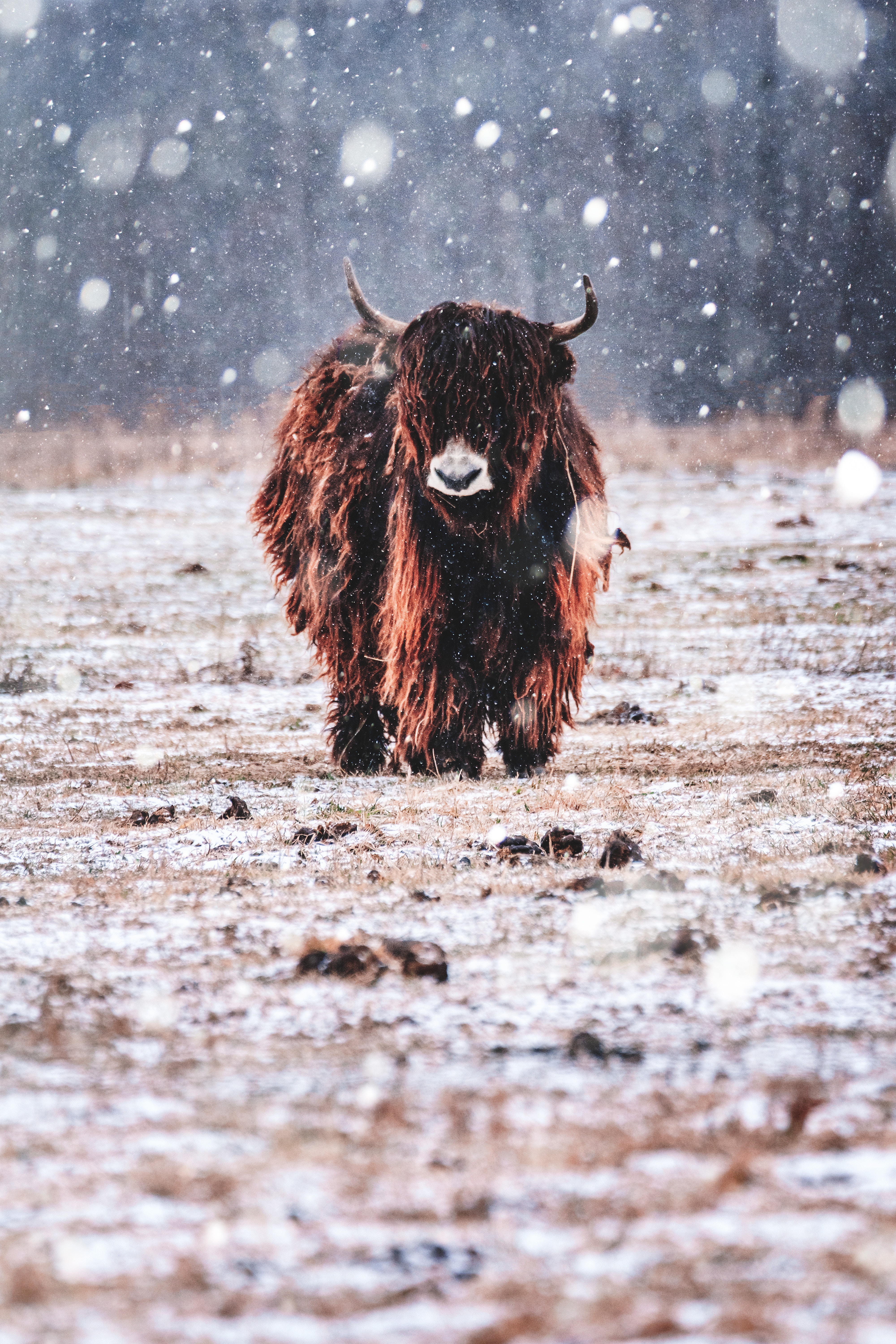 Highland cow in falling snow HD Wallpaper