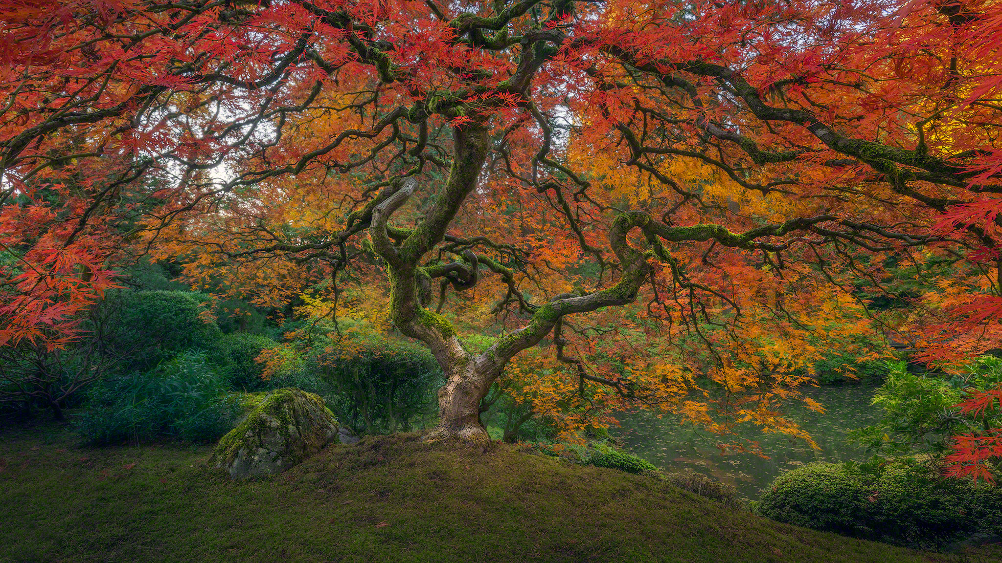 Japanese Maple Tree in Fall Colors HD Wallpaper