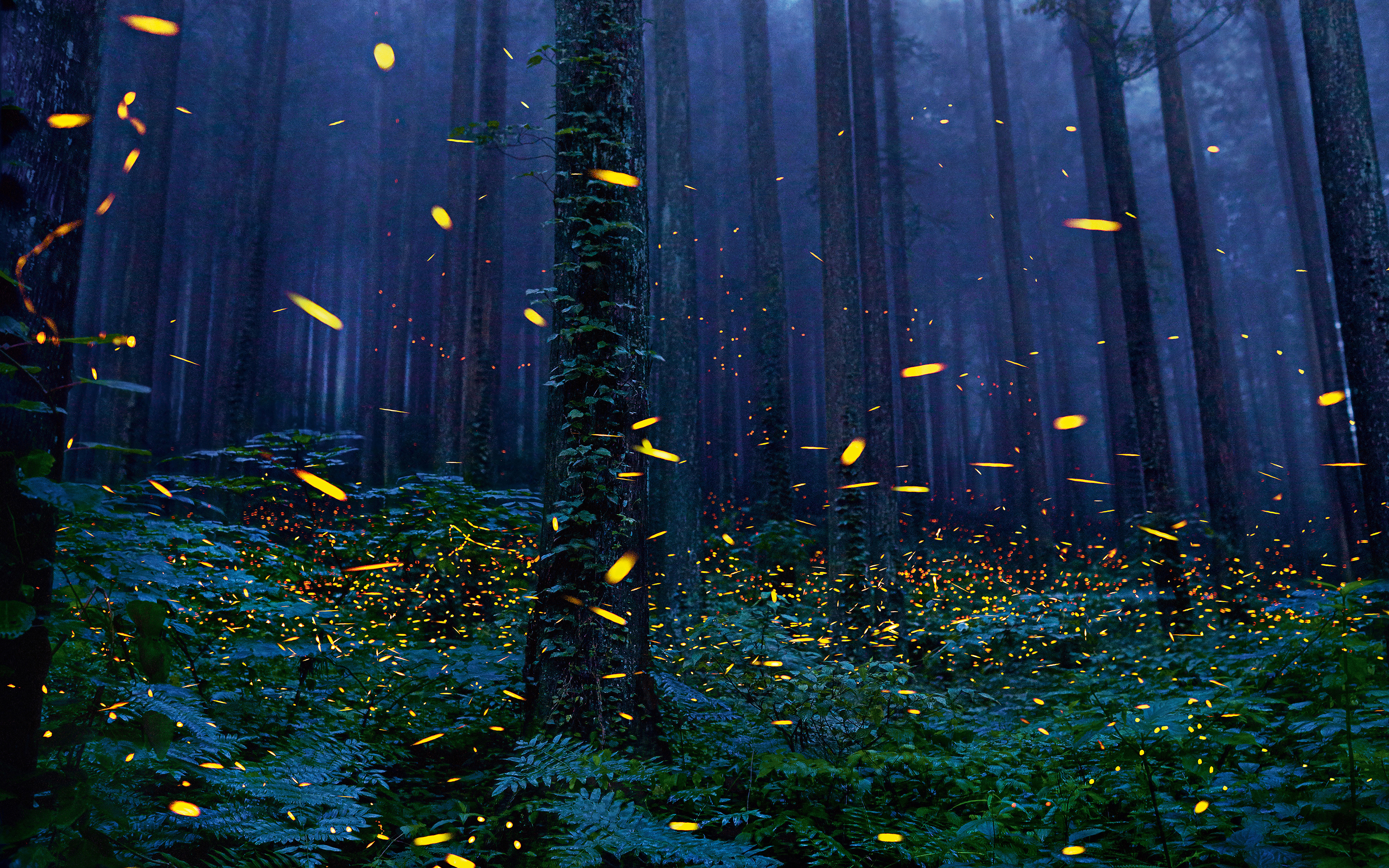 Fireflies in a dark forest at night HD Wallpaper