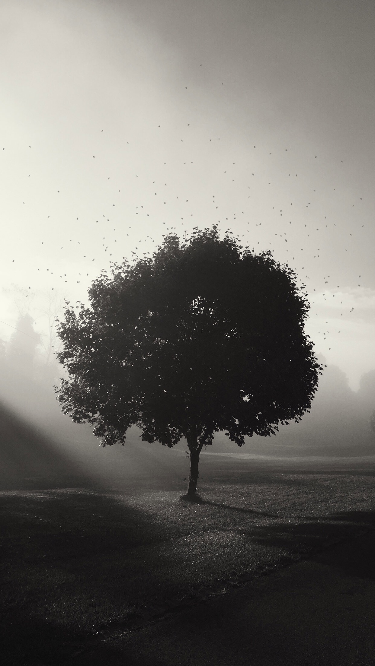 Tree in fog with flying insects HD Wallpaper