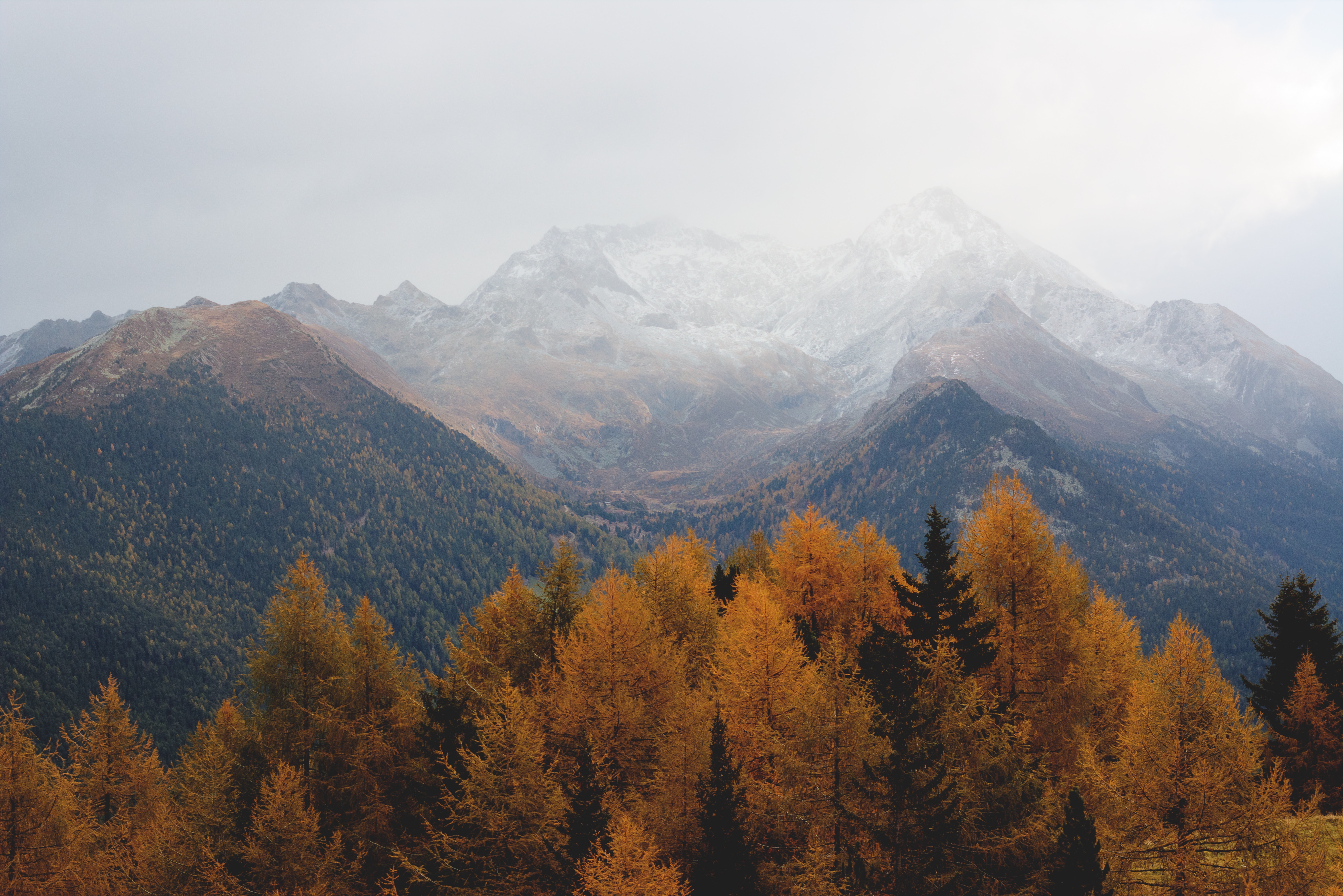 Autumn forest with snow-capped mountains HD Wallpaper