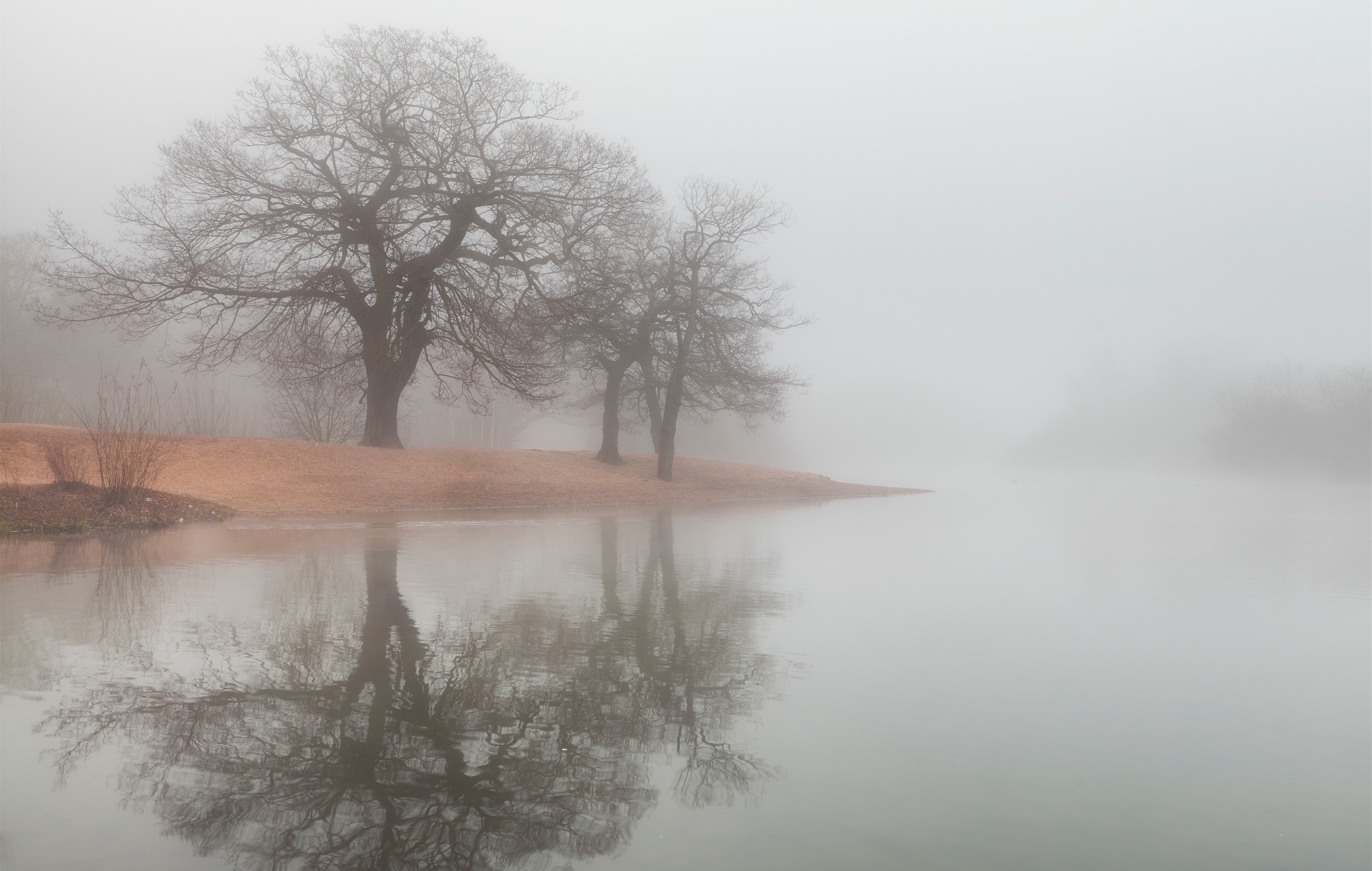 Bare trees reflected in misty water HD Wallpaper