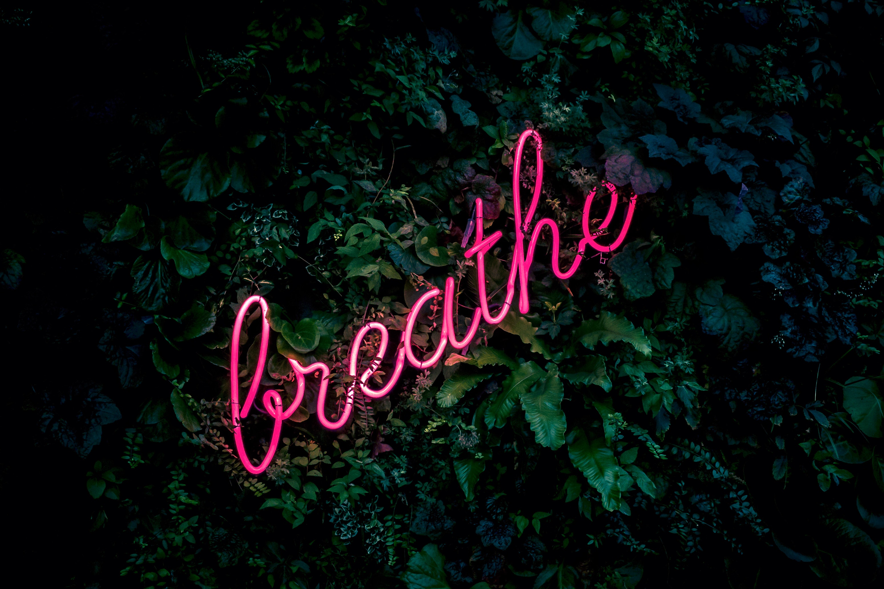 Pink neon sign 'breathe' on a dark green leafy background HD Wallpaper