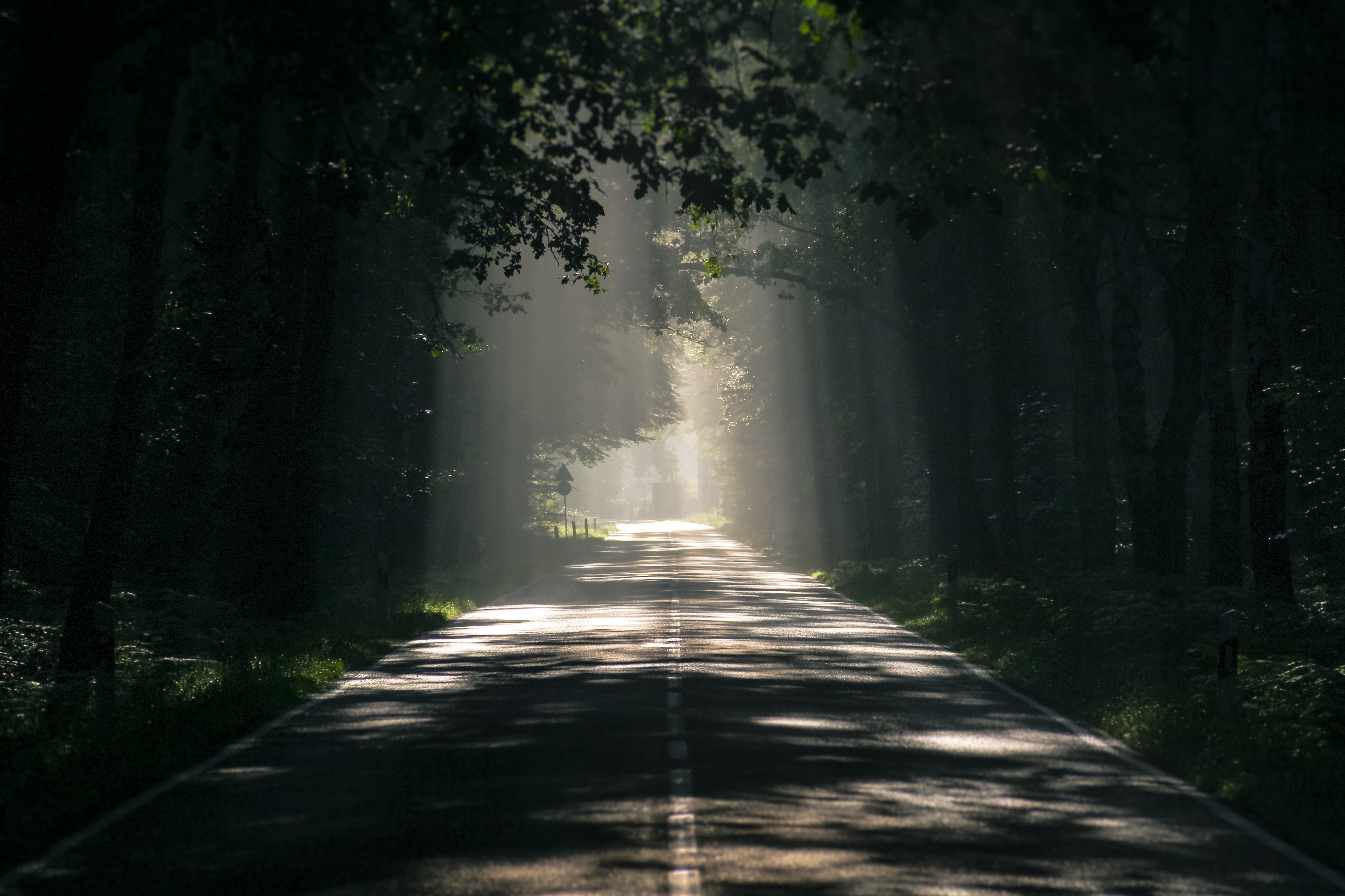Sunlight beams through a dark forest onto a road HD Wallpaper