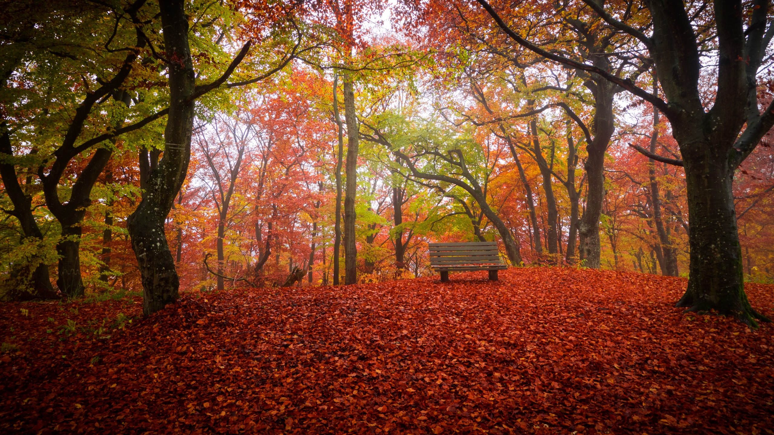Autumn forest with a wooden bench covered in leaves HD Wallpaper