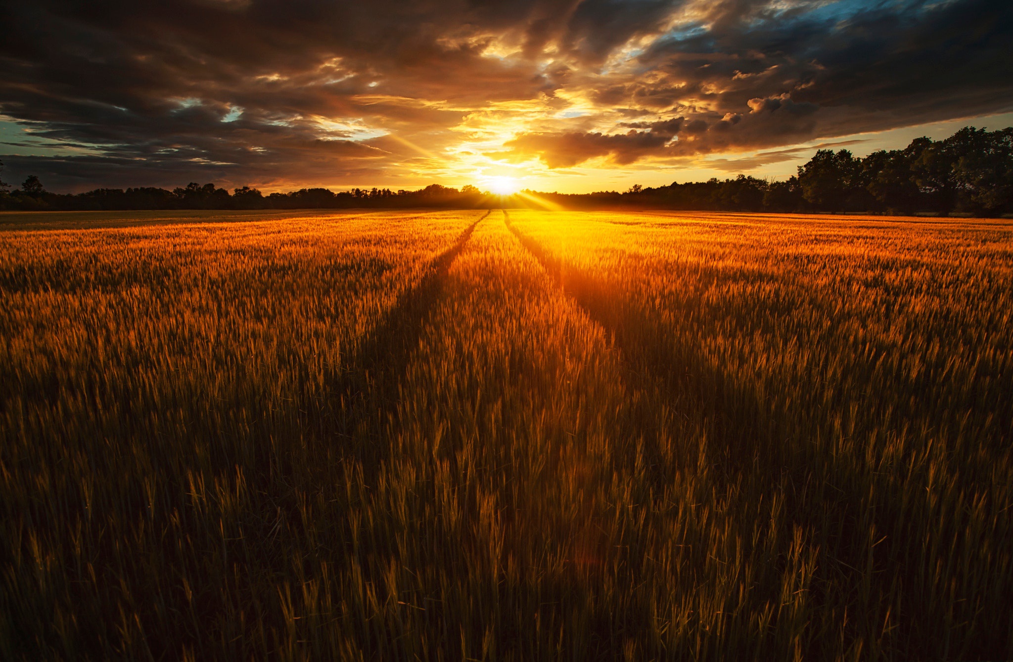 Sunset over a golden field with tire tracks HD Wallpaper