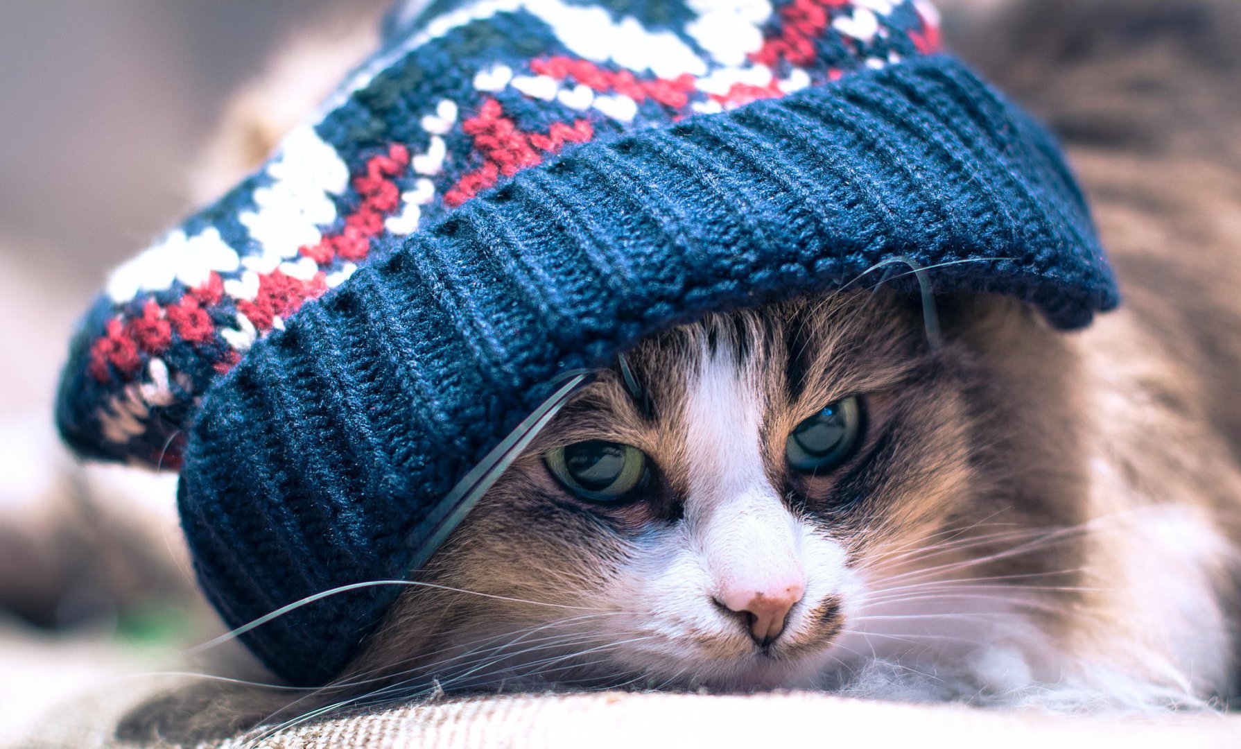 Cat wearing a knitted hat HD Wallpaper