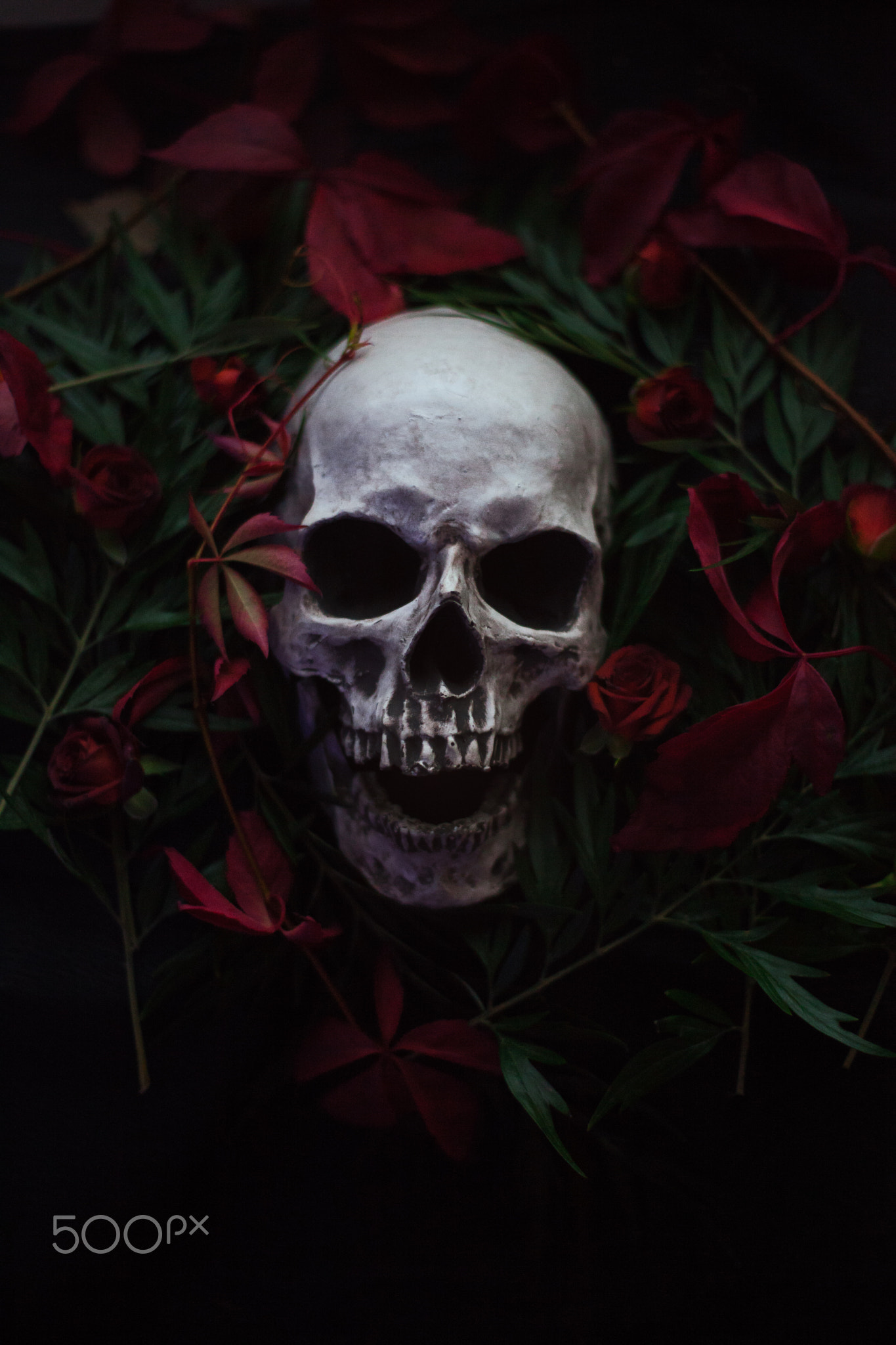 Skull surrounded by dark red leaves and green plants HD Wallpaper
