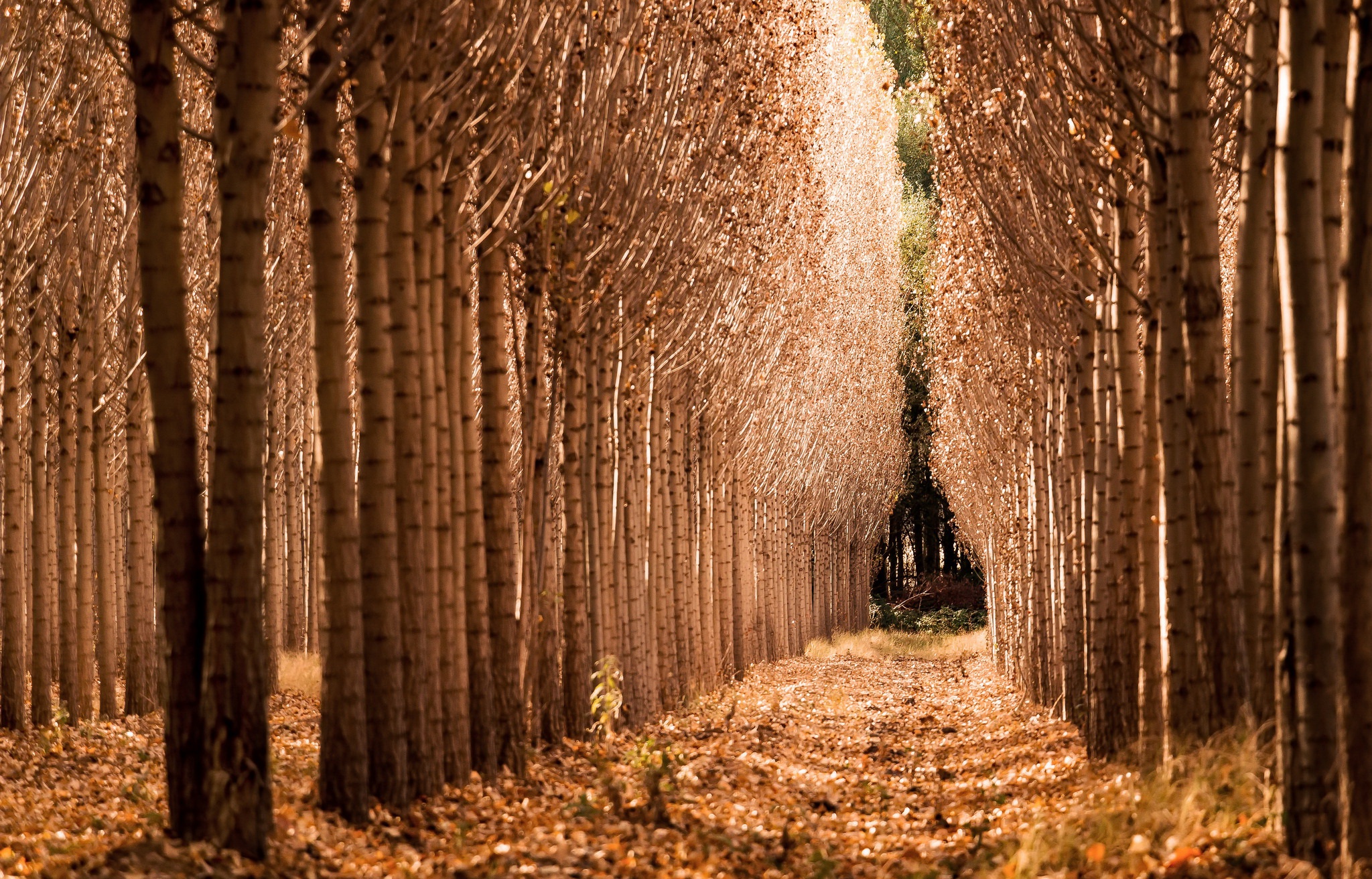 Autumn forest path with tall trees HD Wallpaper