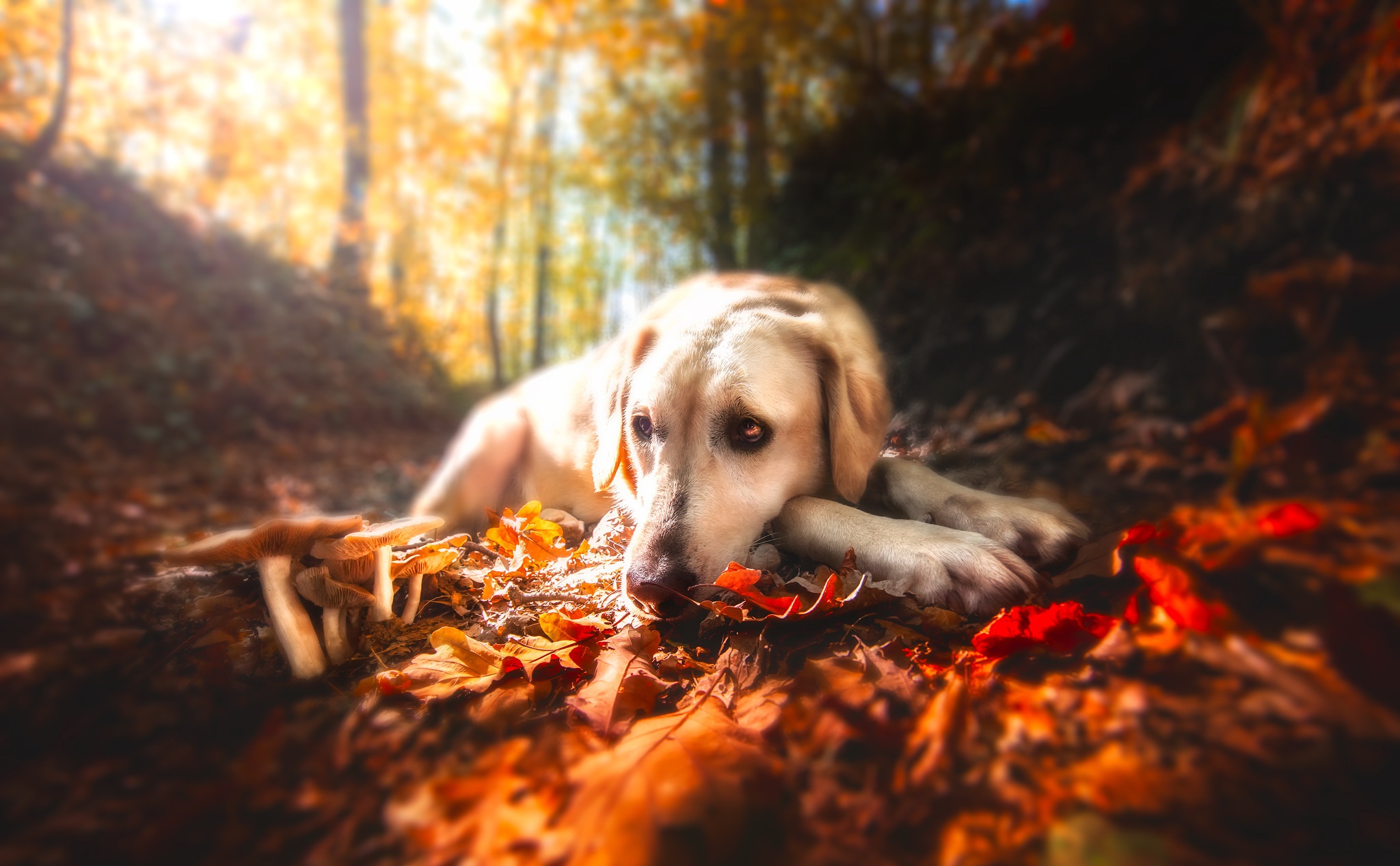 Dog lying in autumn forest with mushrooms and leaves HD Wallpaper