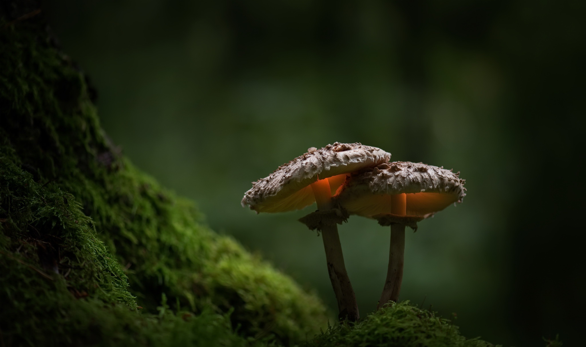 Two glowing mushrooms on mossy ground HD Wallpaper