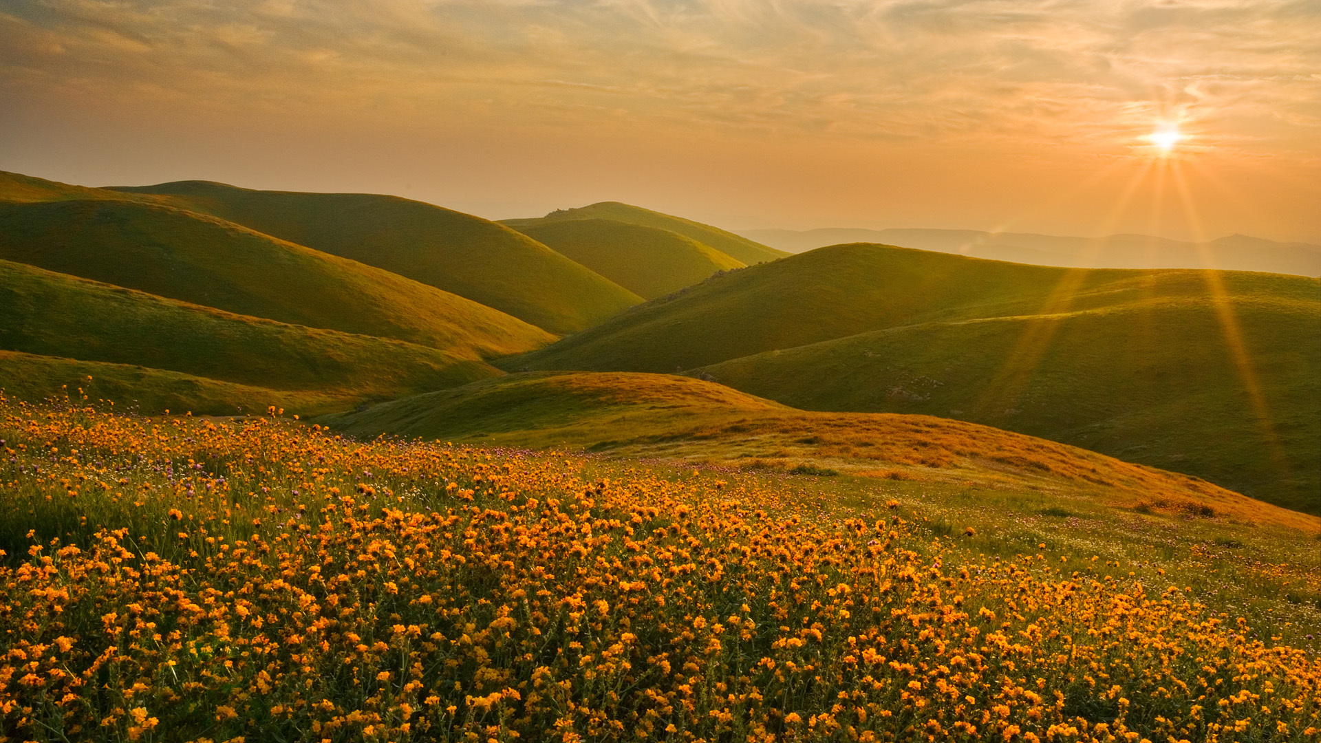 Rolling Hills with Yellow Flowers at Sunset HD Wallpaper