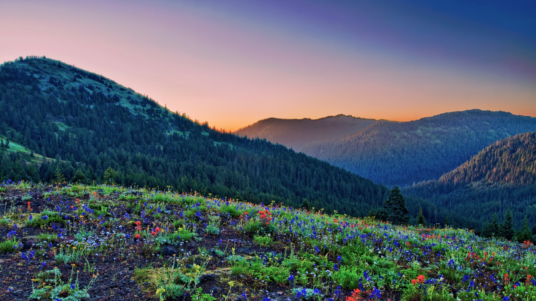 Wildflowers on a mountain slope at sunset HD Wallpaper