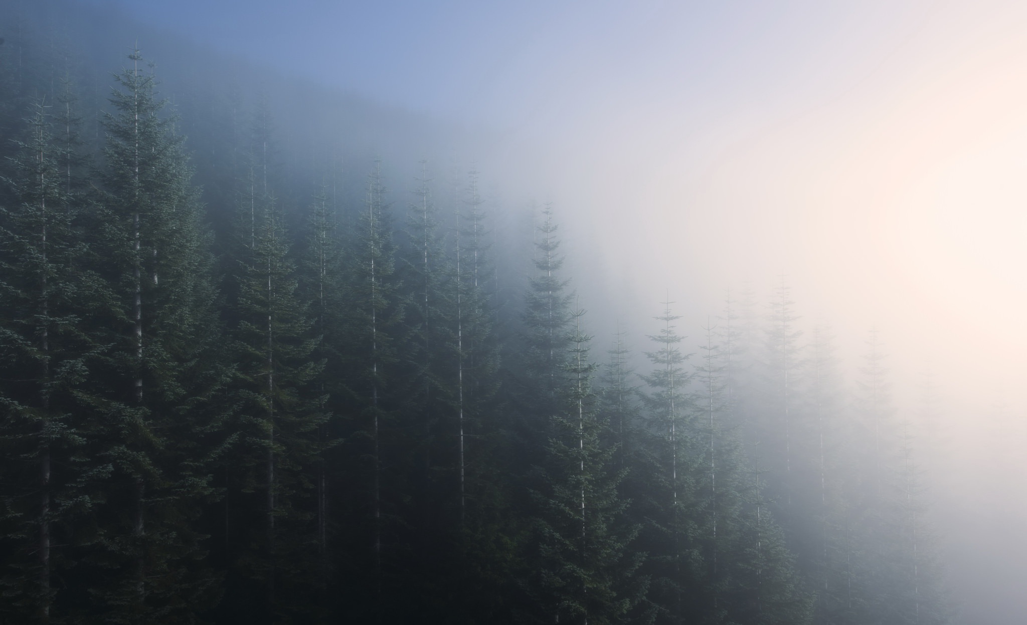 Misty forest with tall evergreen trees HD Wallpaper