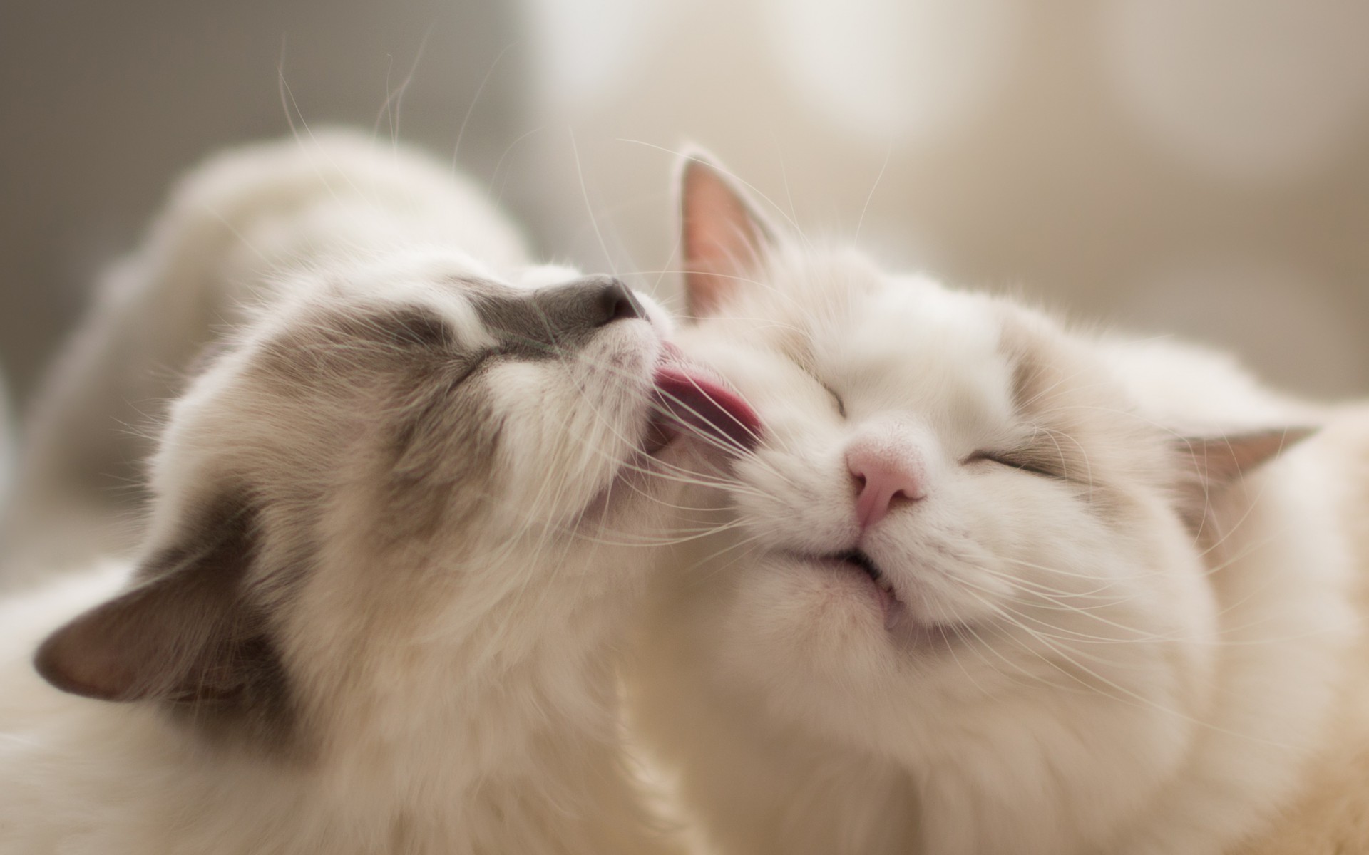 Two cats grooming each other HD Wallpaper