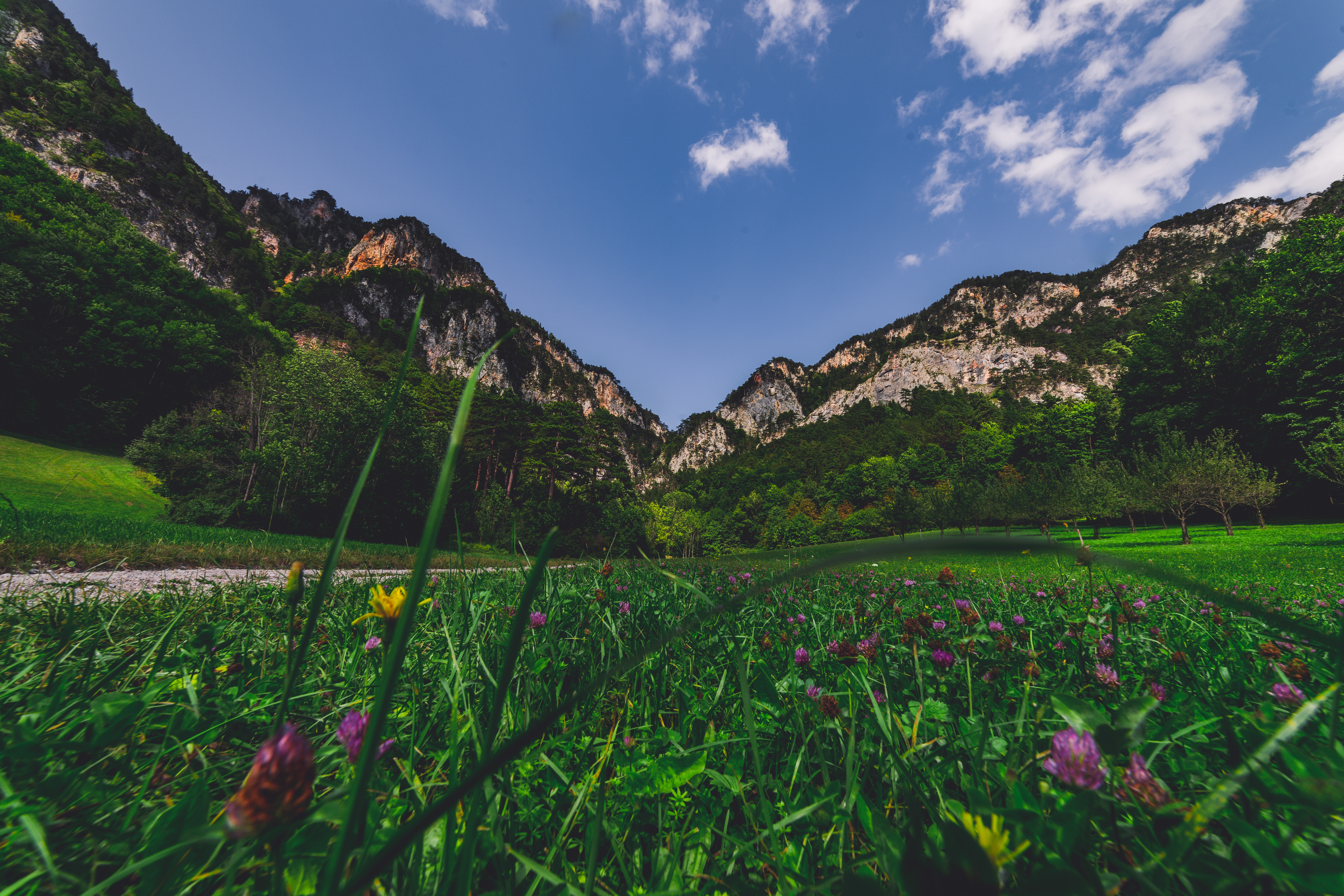 Mountains and green meadow with flowers HD Wallpaper