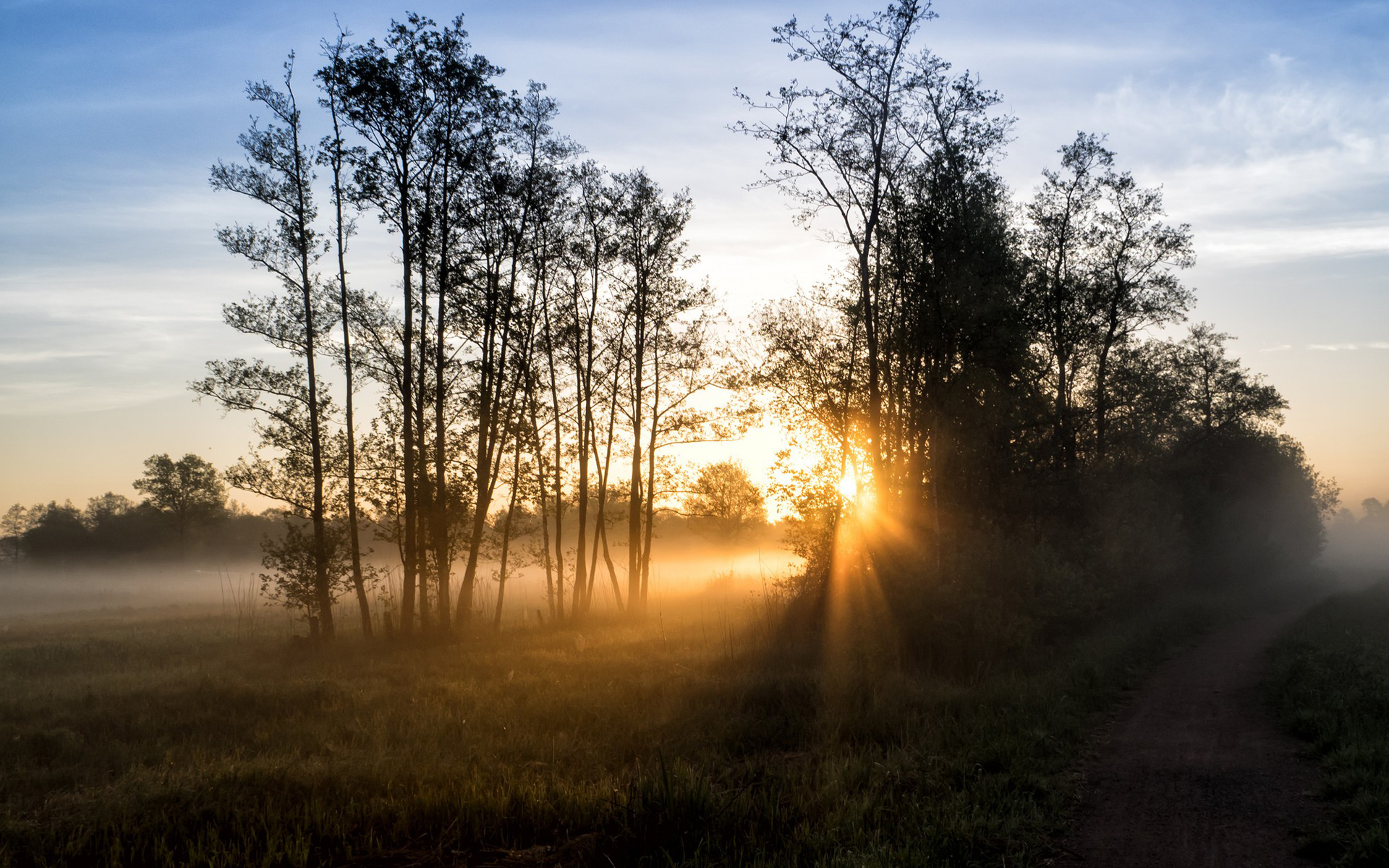 Sunrise over a misty forest with sun rays HD Wallpaper