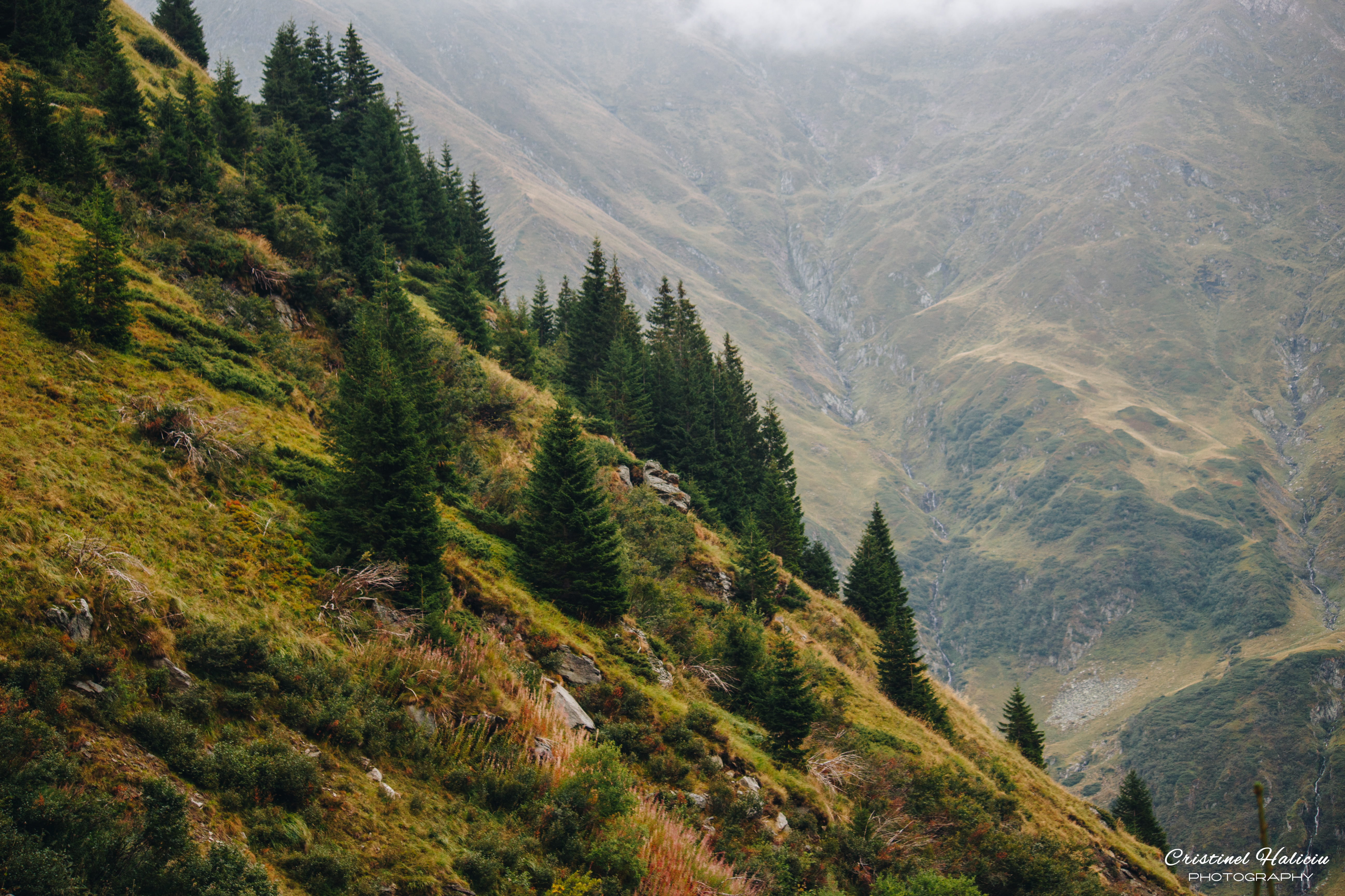 Mountain slope with pine trees in Romania HD Wallpaper