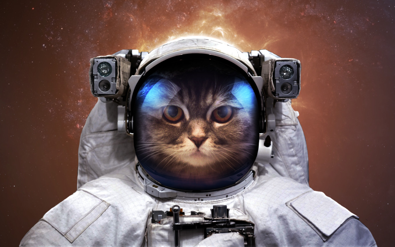 Cat astronaut in space HD Wallpaper