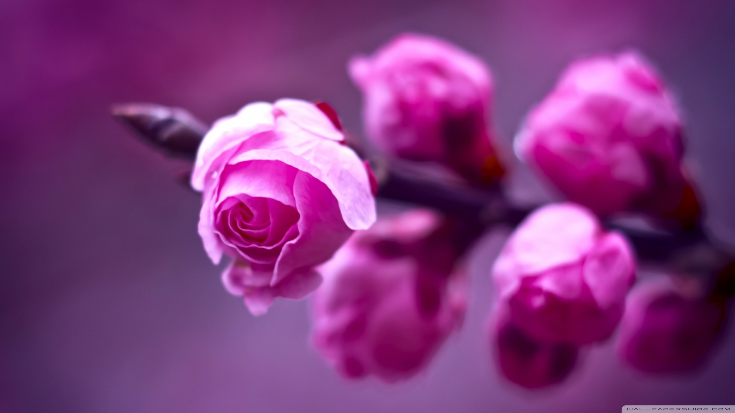 Macro photography of pink flowers on a branch HD Wallpaper