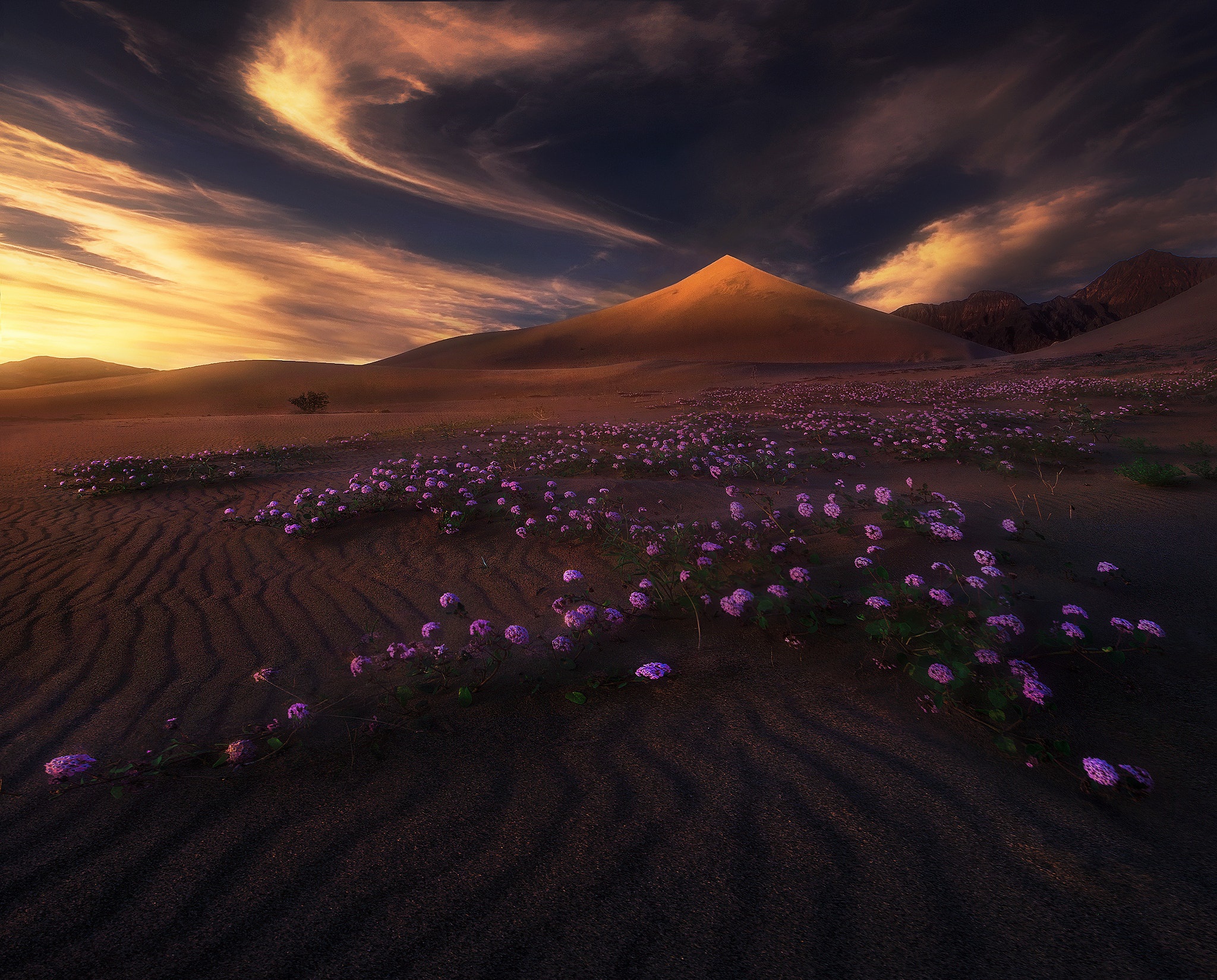 Desert landscape with purple flowers and dramatic sky HD Wallpaper
