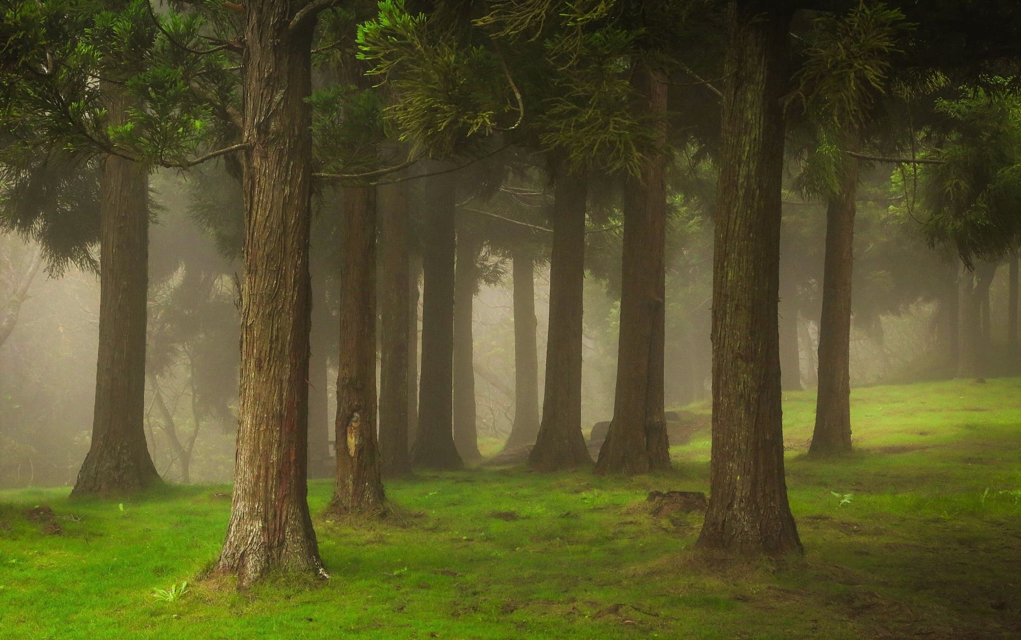 Misty forest with tall trees and green grass HD Wallpaper