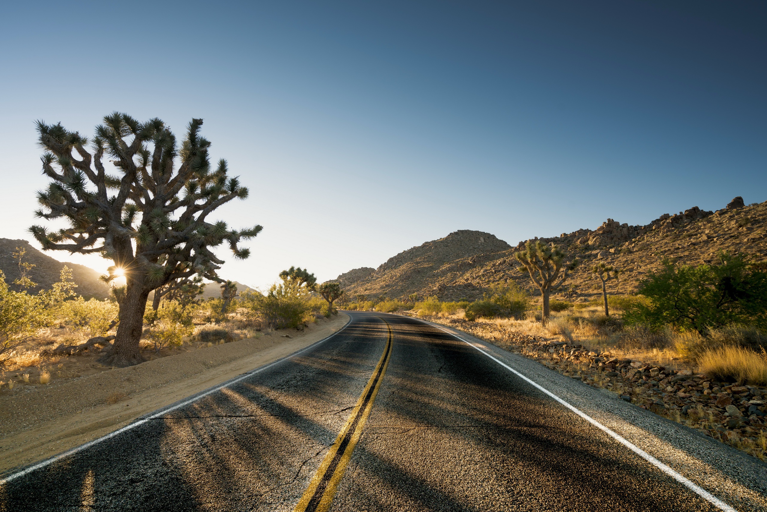 Desert road with Joshua trees and mountains HD Wallpaper