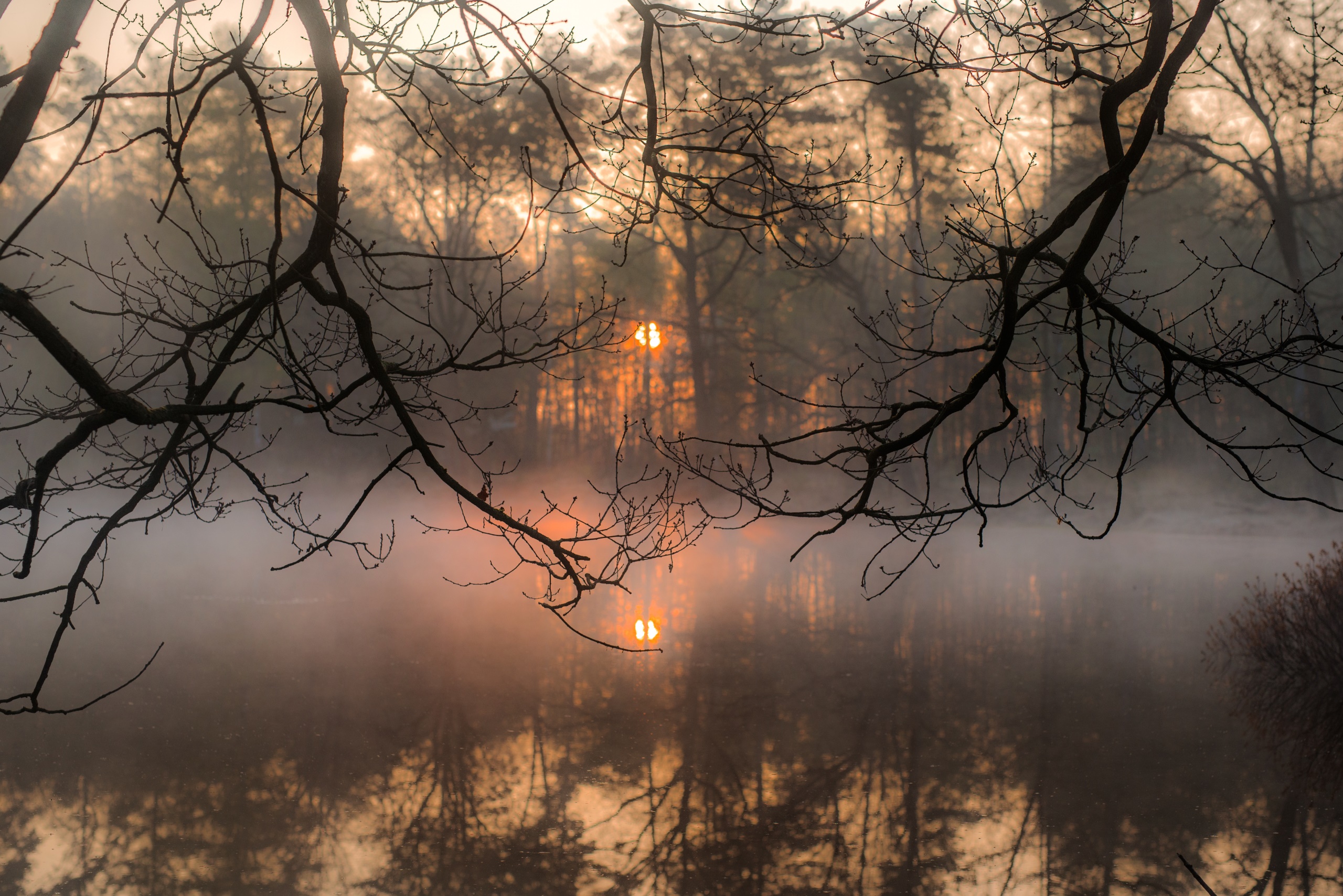 Misty forest lake at sunrise with tree branches HD Wallpaper