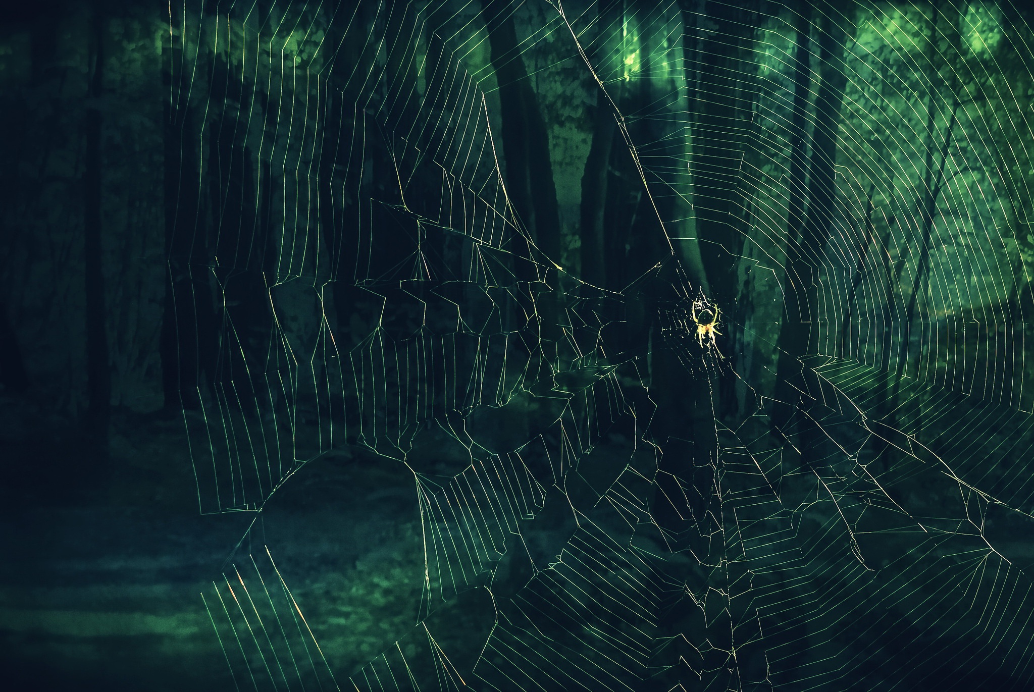 Spider on a web in a dark forest HD Wallpaper