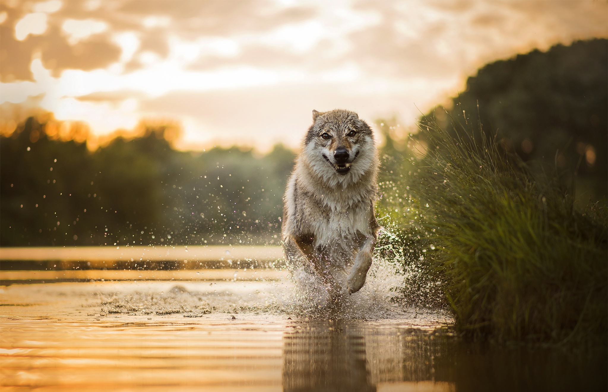 Wolf running through water at sunset HD Wallpaper