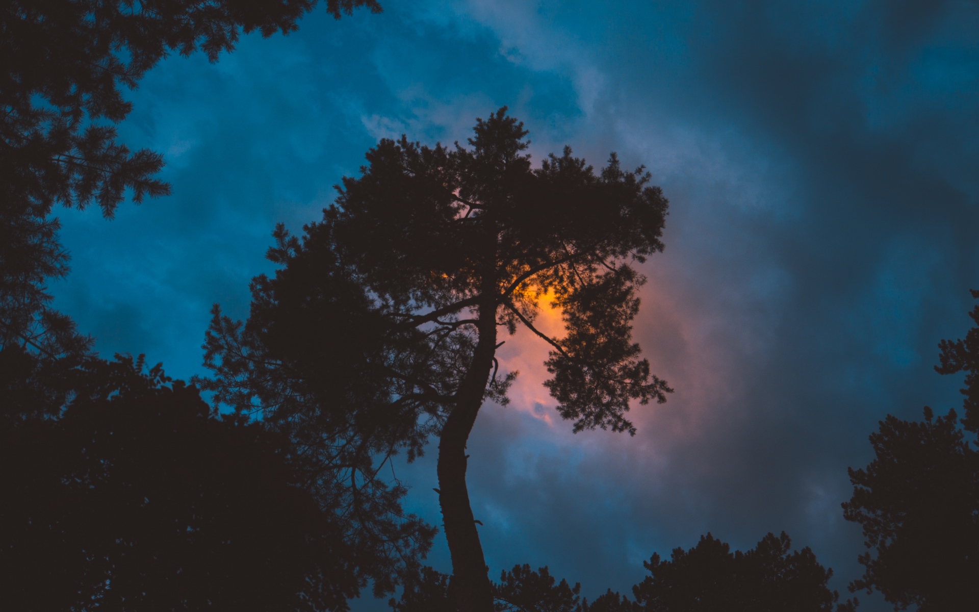 Silhouette of a tree against a colorful sunset sky HD Wallpaper