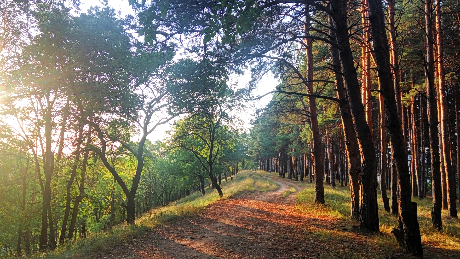 Forest pathway at sunset with pine trees HD Wallpaper