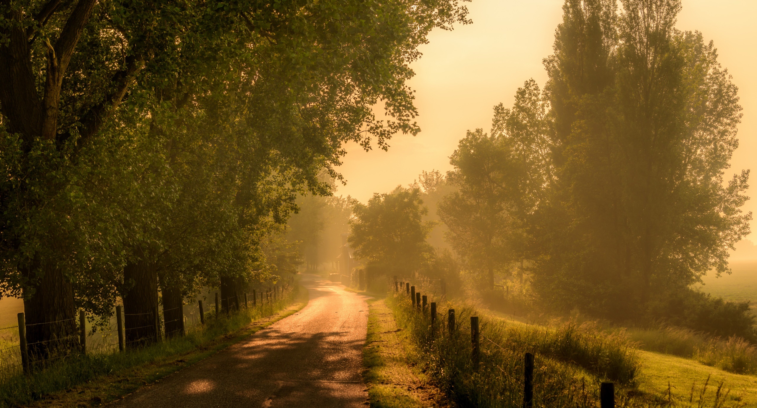 Dirt road lined with trees in foggy sunlight HD Wallpaper