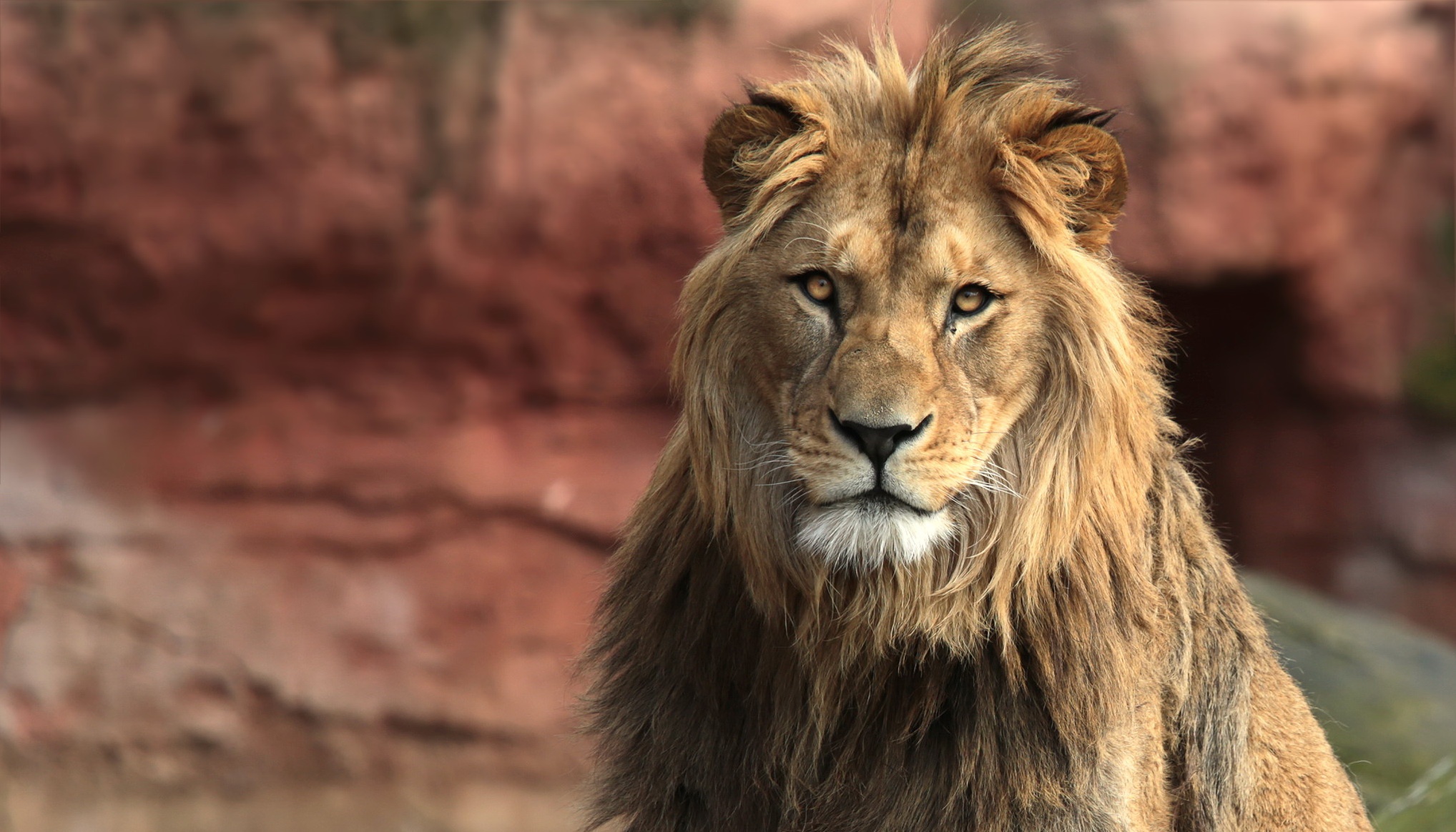 A male lion with a mane in front of rocks HD Wallpaper