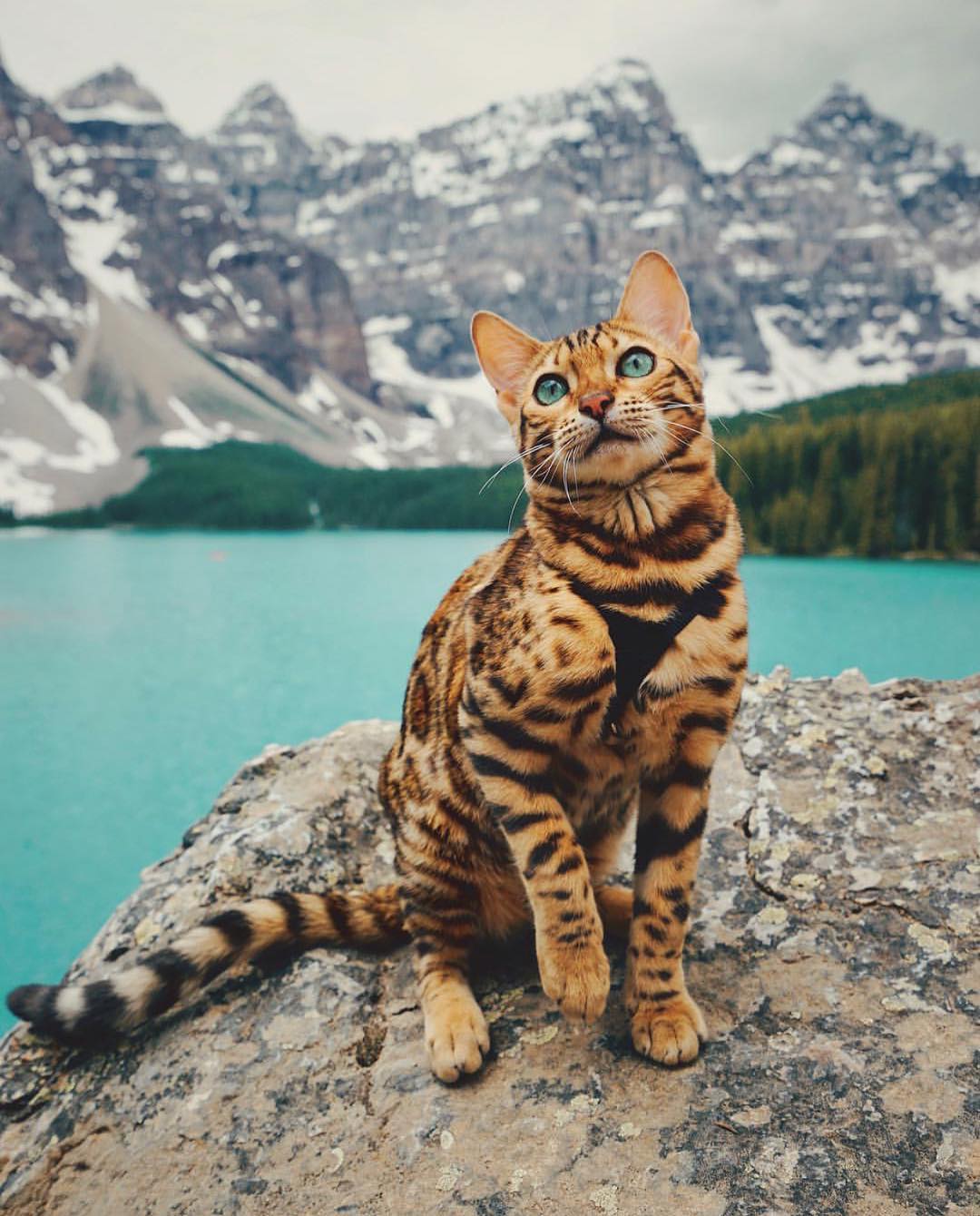 Bengal cat sitting on rocks by a turquoise lake with mountains HD Wallpaper