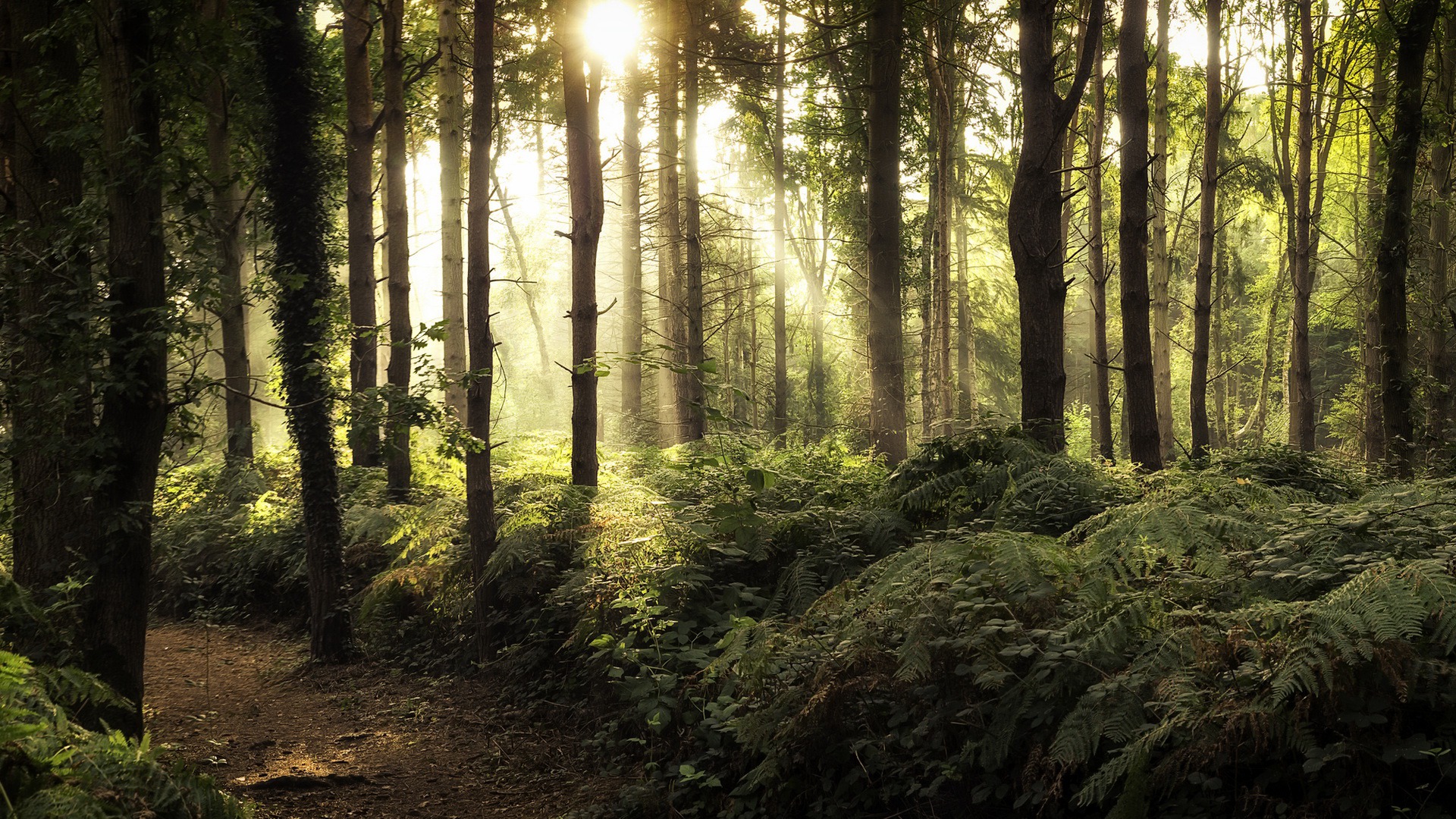 Sunlight filtering through trees in a forest HD Wallpaper