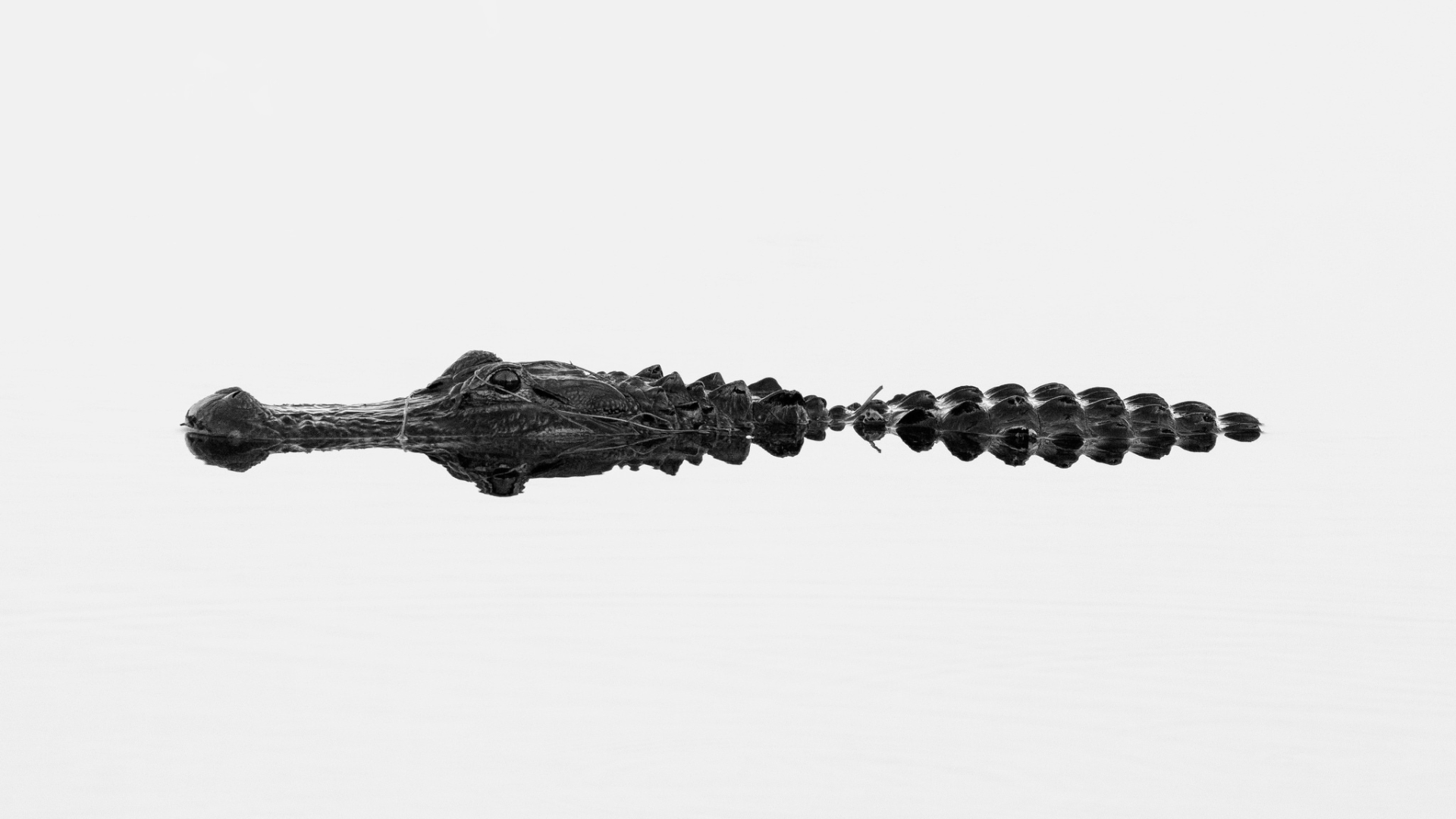 Alligator swimming in calm water, monochrome HD Wallpaper