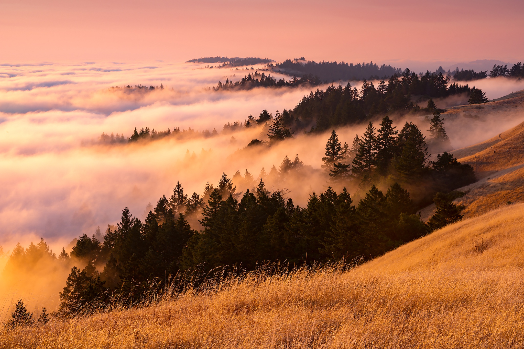 Foggy forest landscape at sunrise with golden grass HD Wallpaper