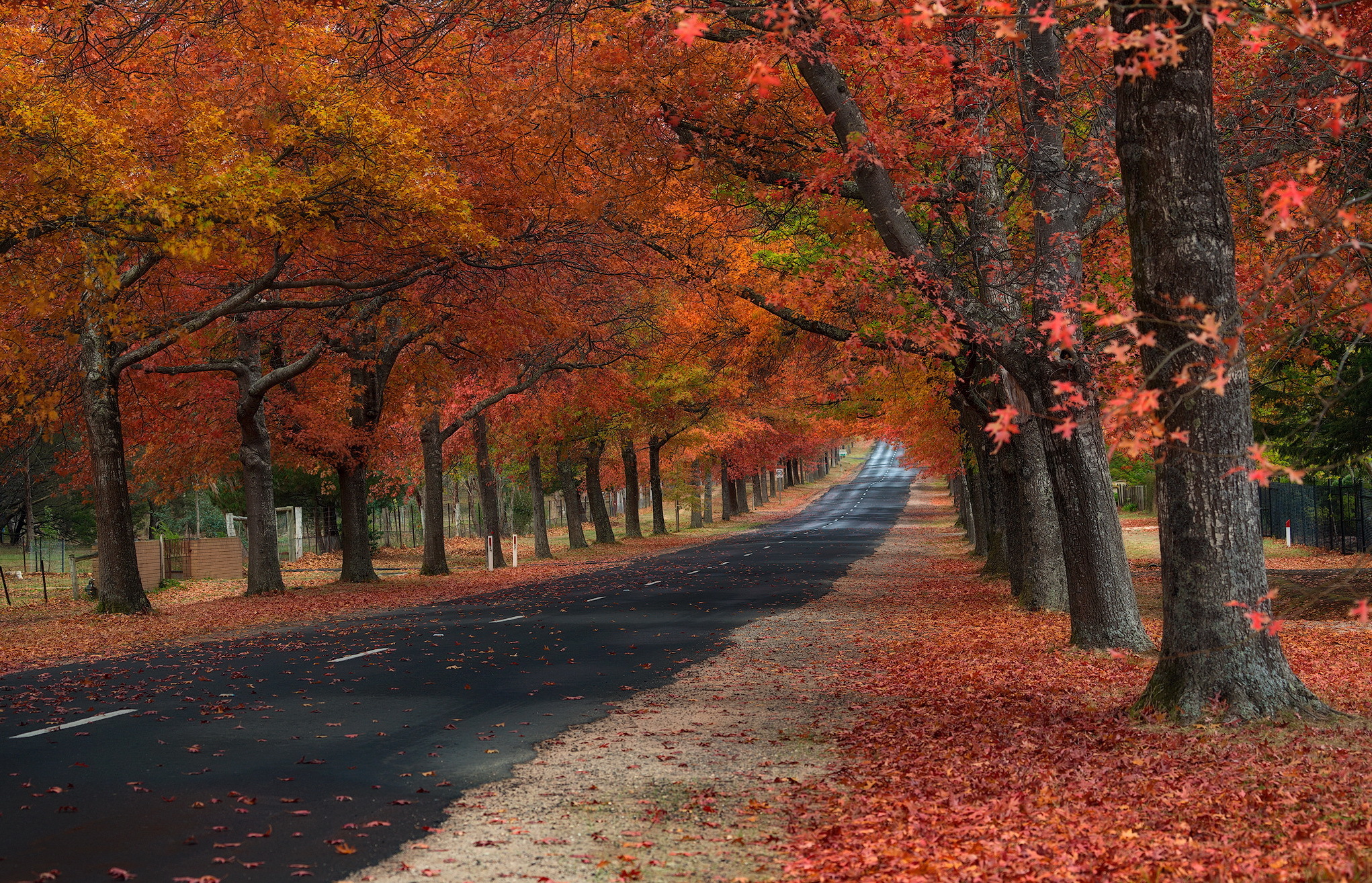 Road lined with trees in autumn foliage HD Wallpaper